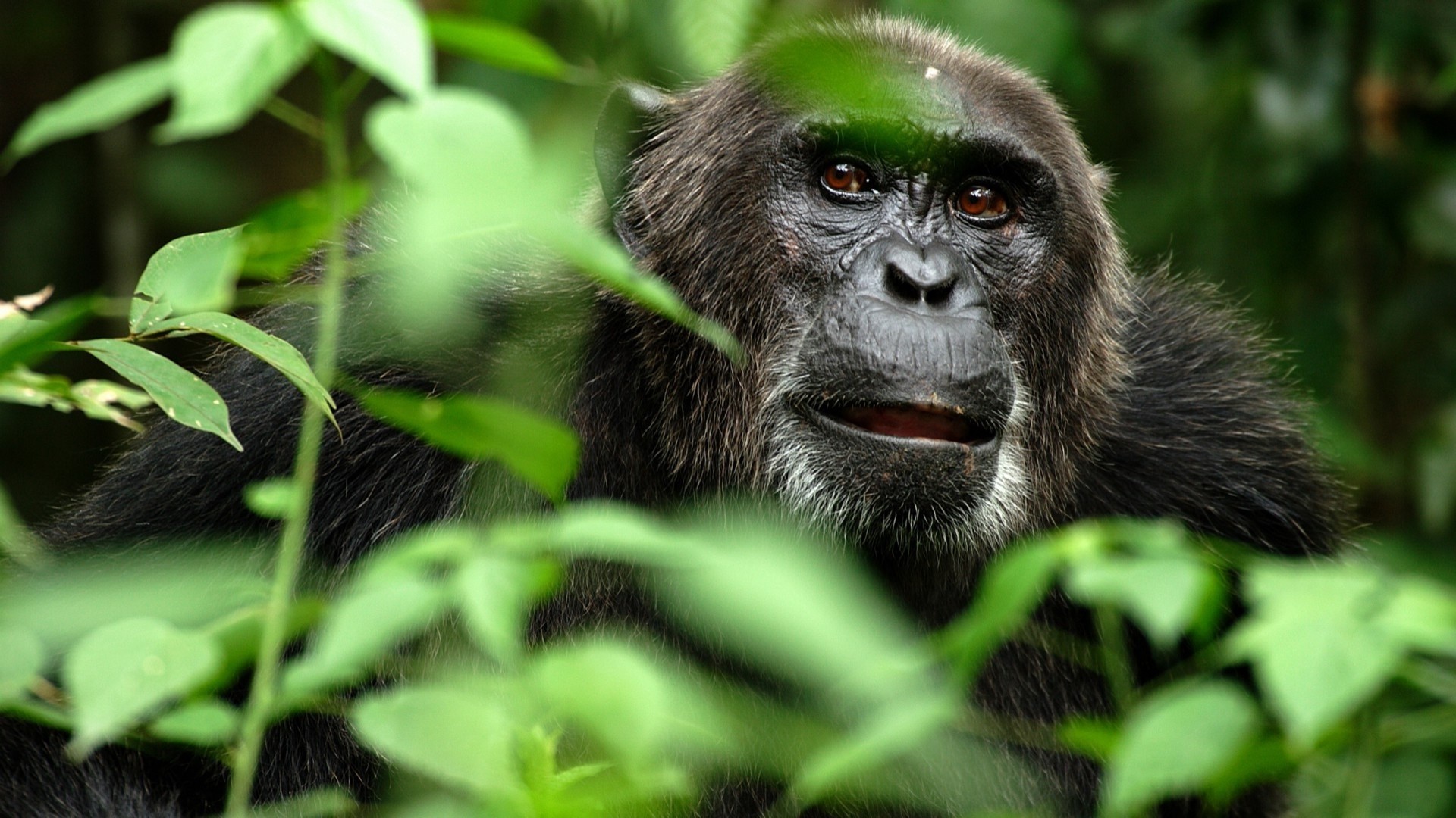 Chimpanzee peeking through green foliage in a forest HD Wallpaper