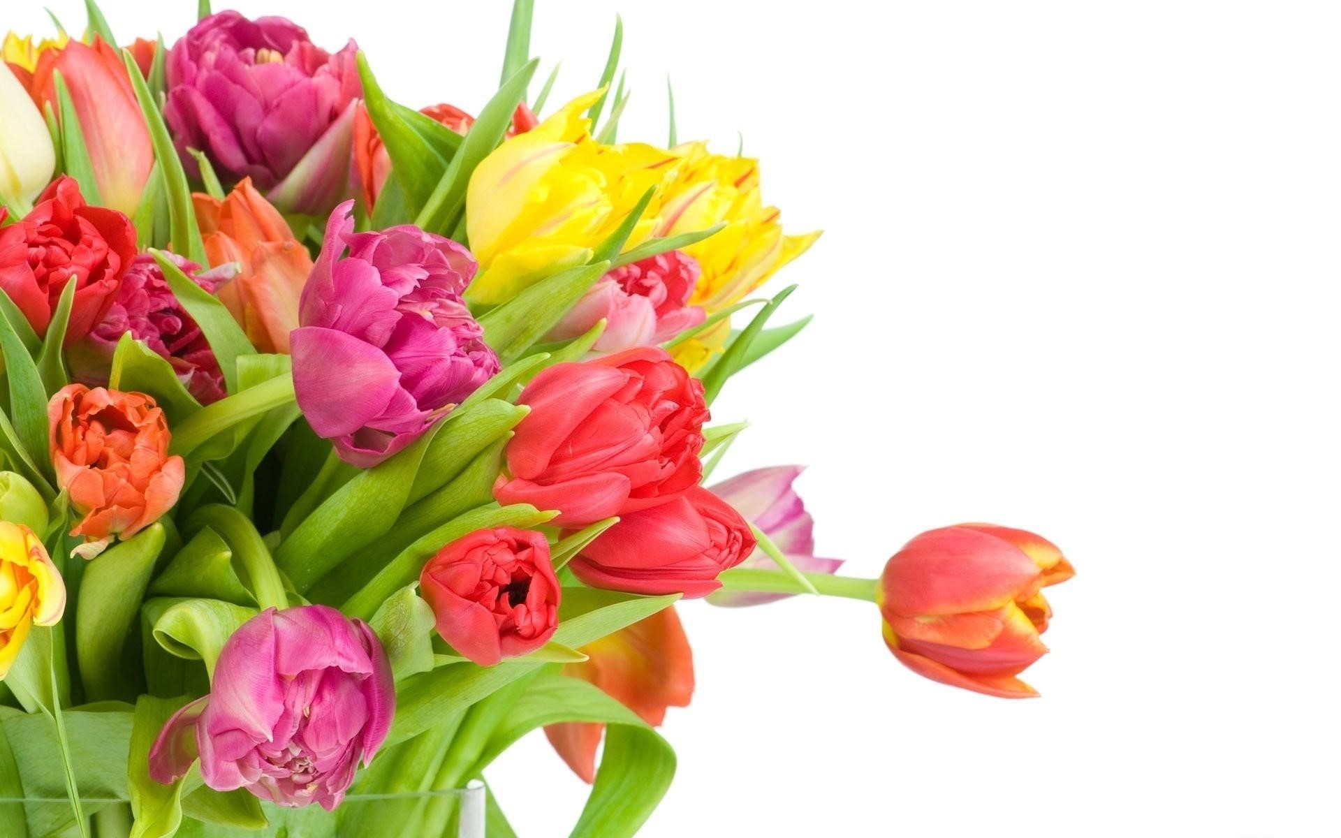 Colorful bouquet of tulips on a white background HD Wallpaper