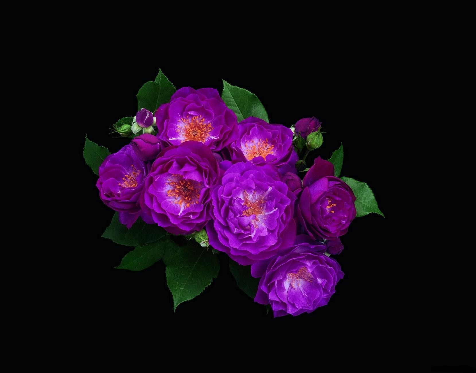Purple roses with green leaves on black background HD Wallpaper