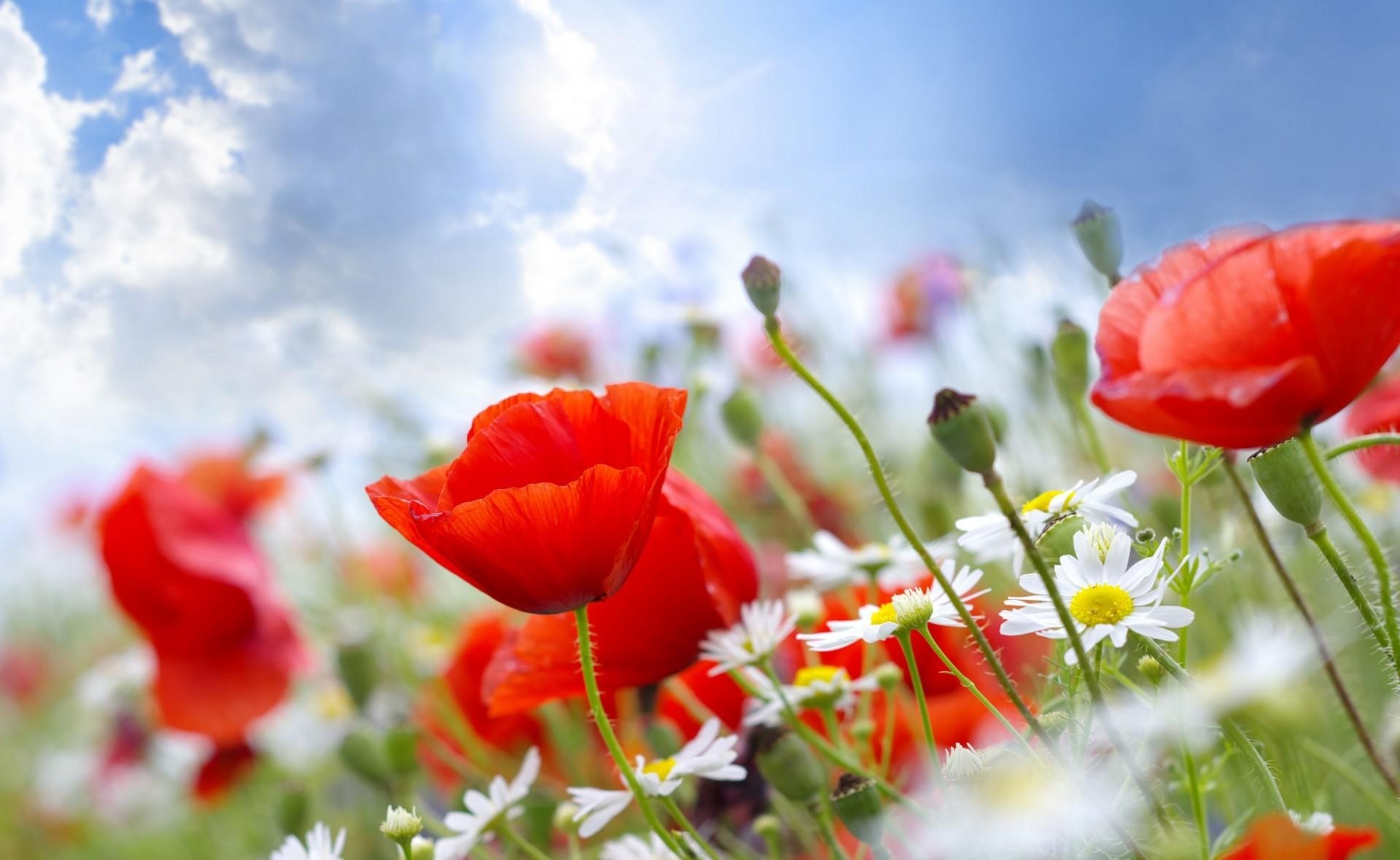 Field of red poppies and white daisies under a cloudy sky HD Wallpaper