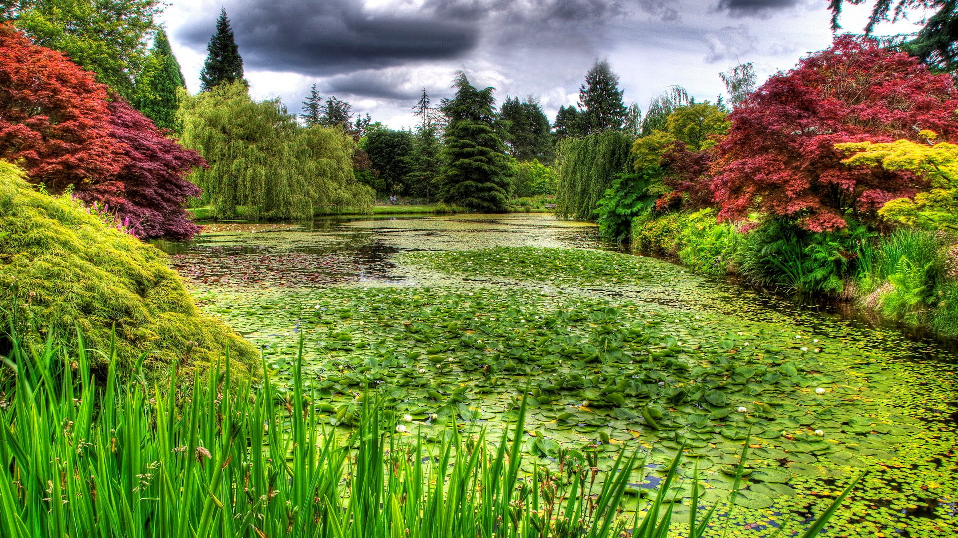 Pond with water lilies and colorful trees HD Wallpaper