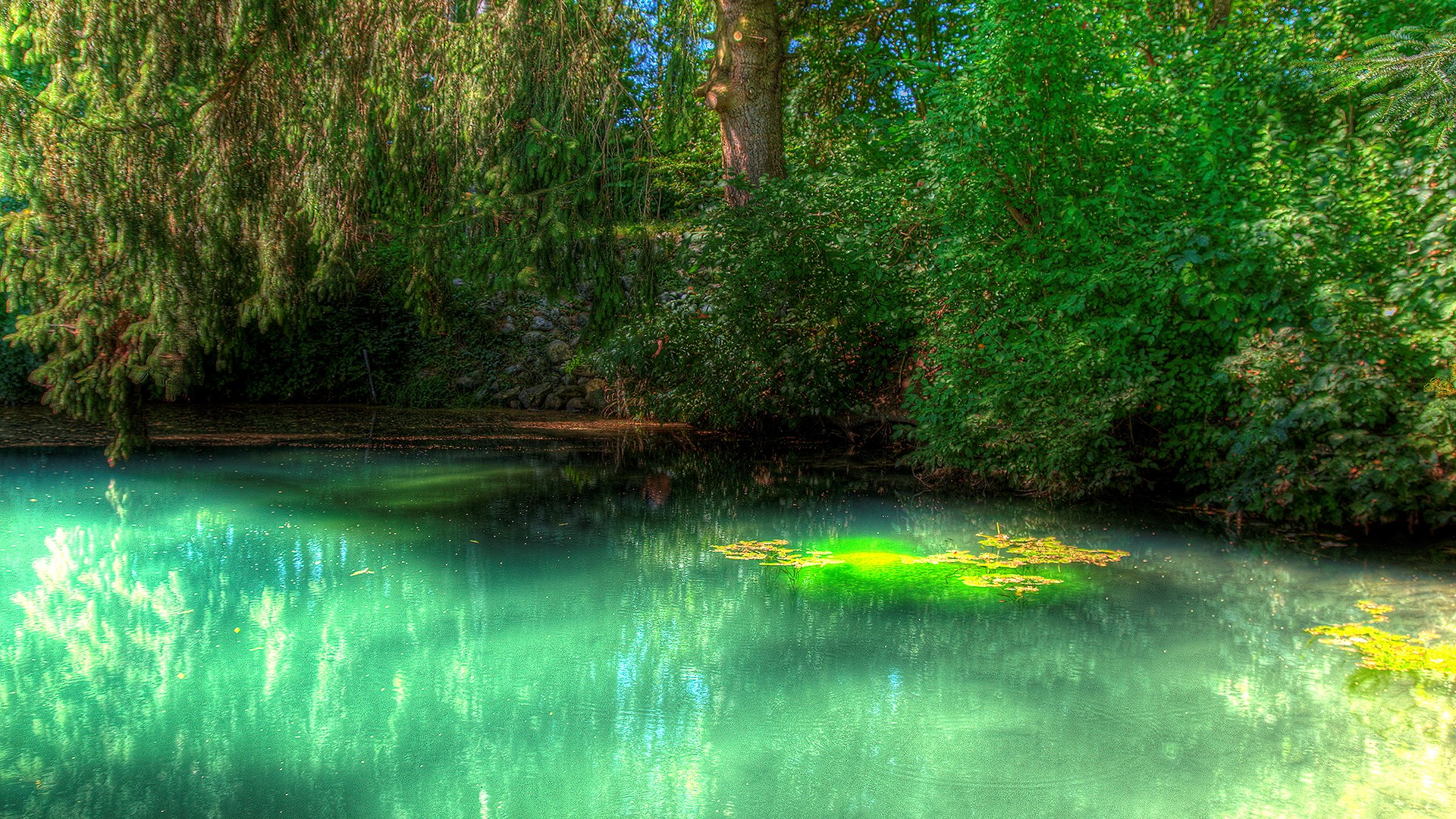 Green pond surrounded by trees and foliage HD Wallpaper