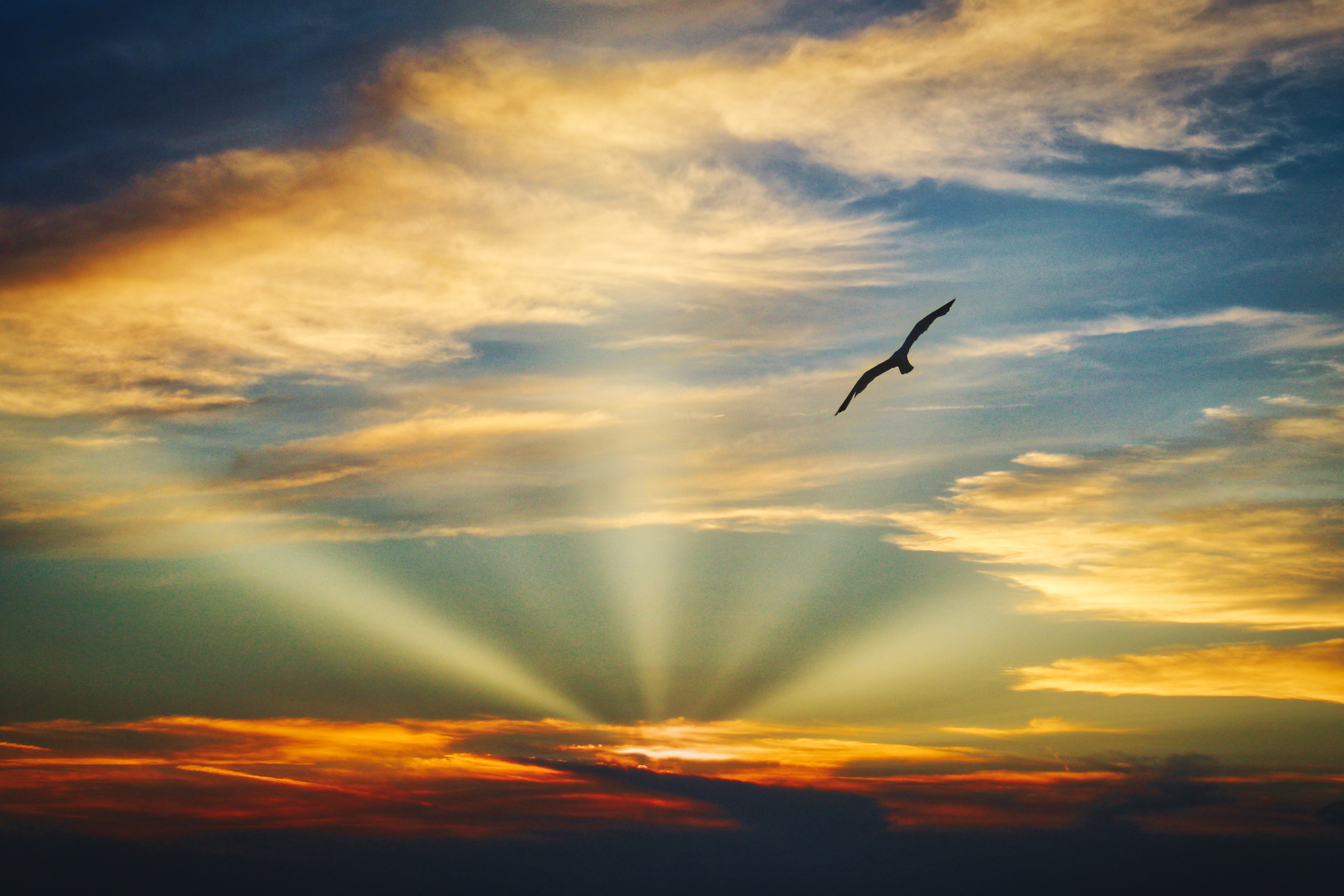 Bird flying in the sky during sunset with sun rays HD Wallpaper