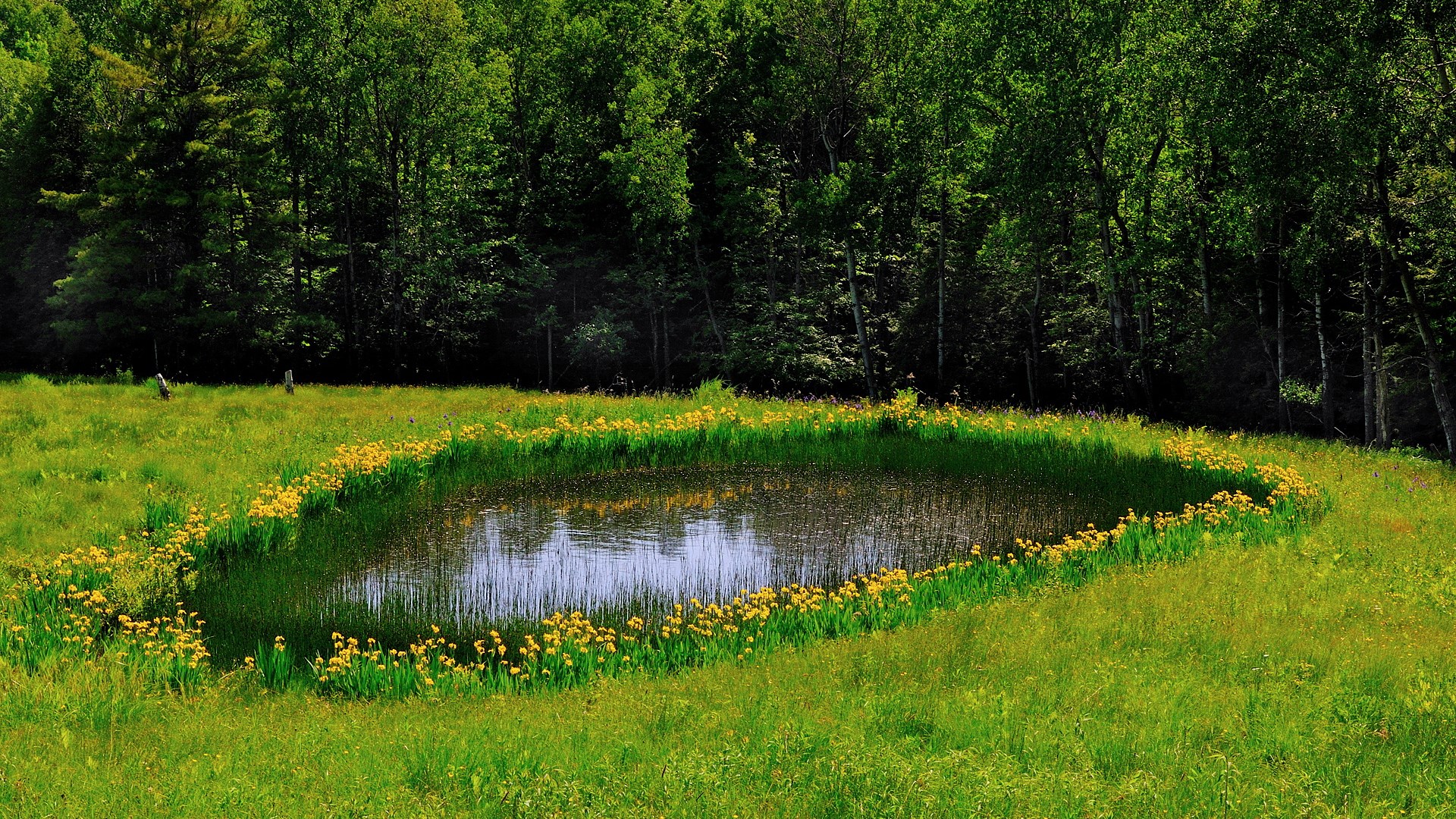 Pond surrounded by yellow flowers and green grass with forest background HD Wallpaper