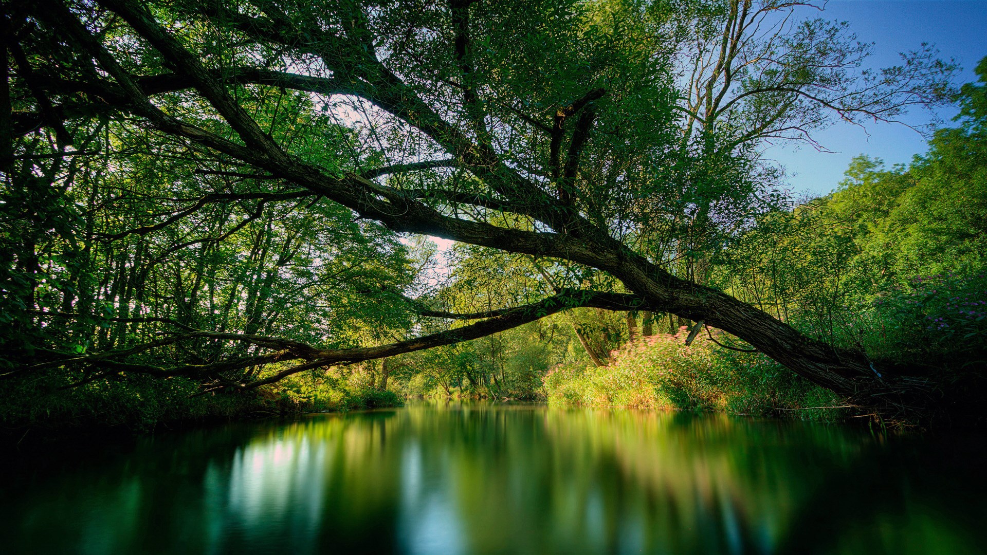 A tree branch extends over a calm river surrounded by greenery HD Wallpaper