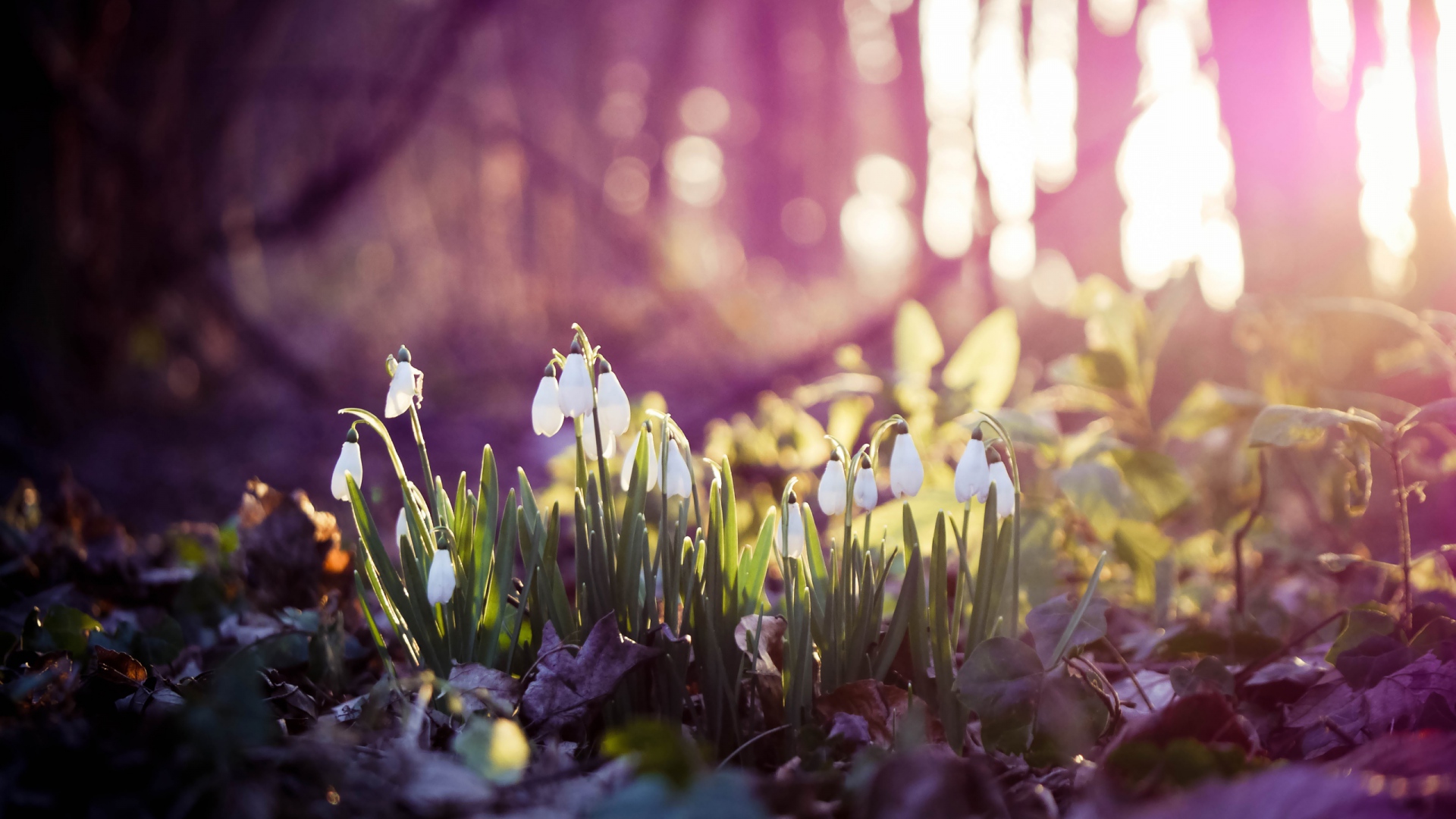 Snowdrops in a forest with sunlight HD Wallpaper