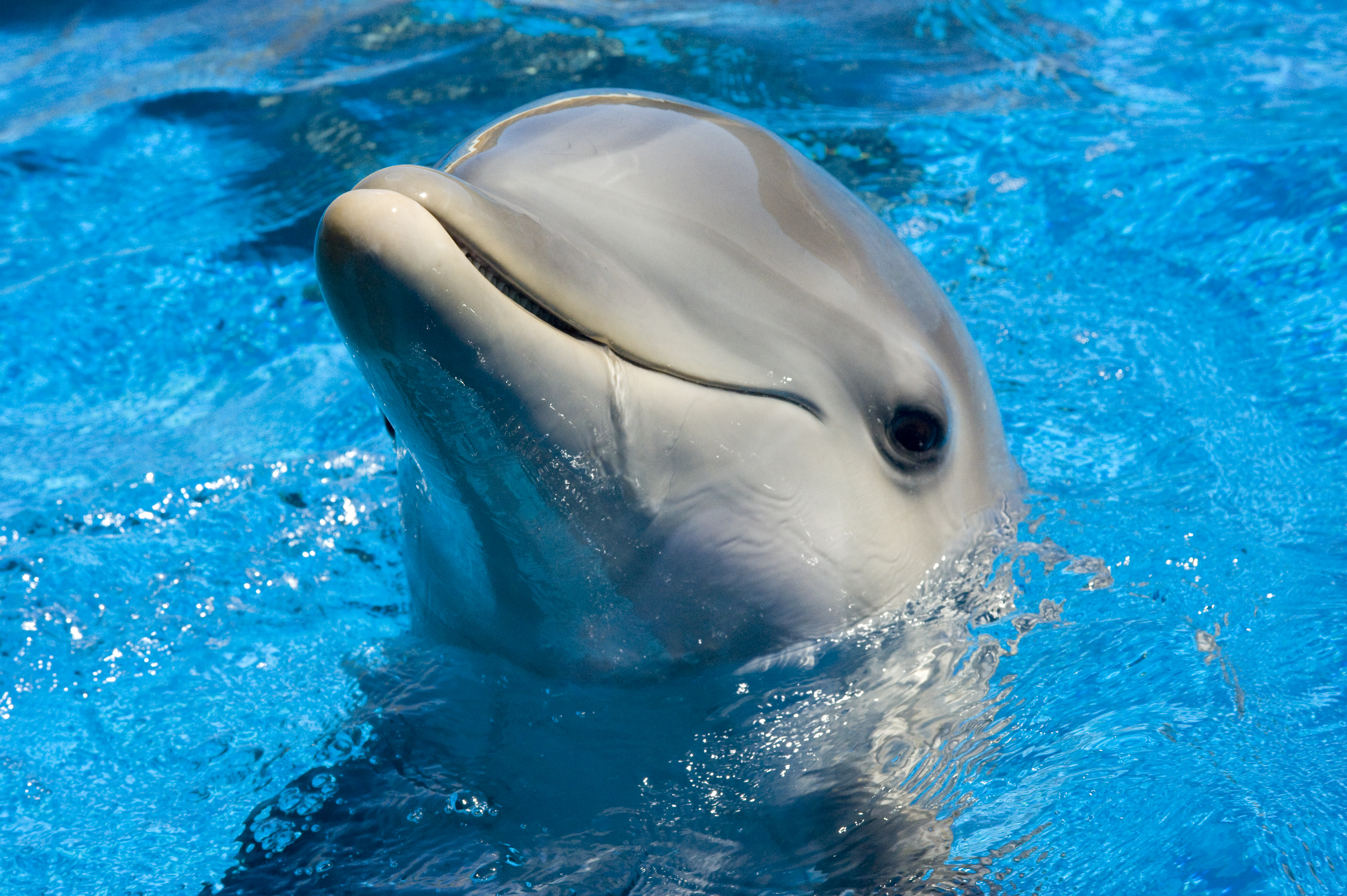 Close-Up of a Dolphin Emerging from Water HD Wallpaper
