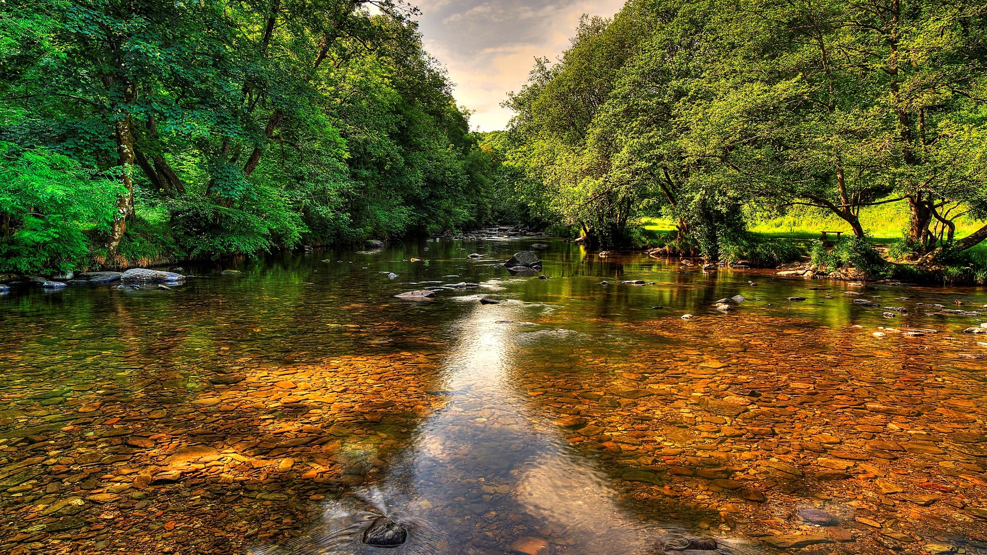 A clear river flows through a lush green forest HD Wallpaper