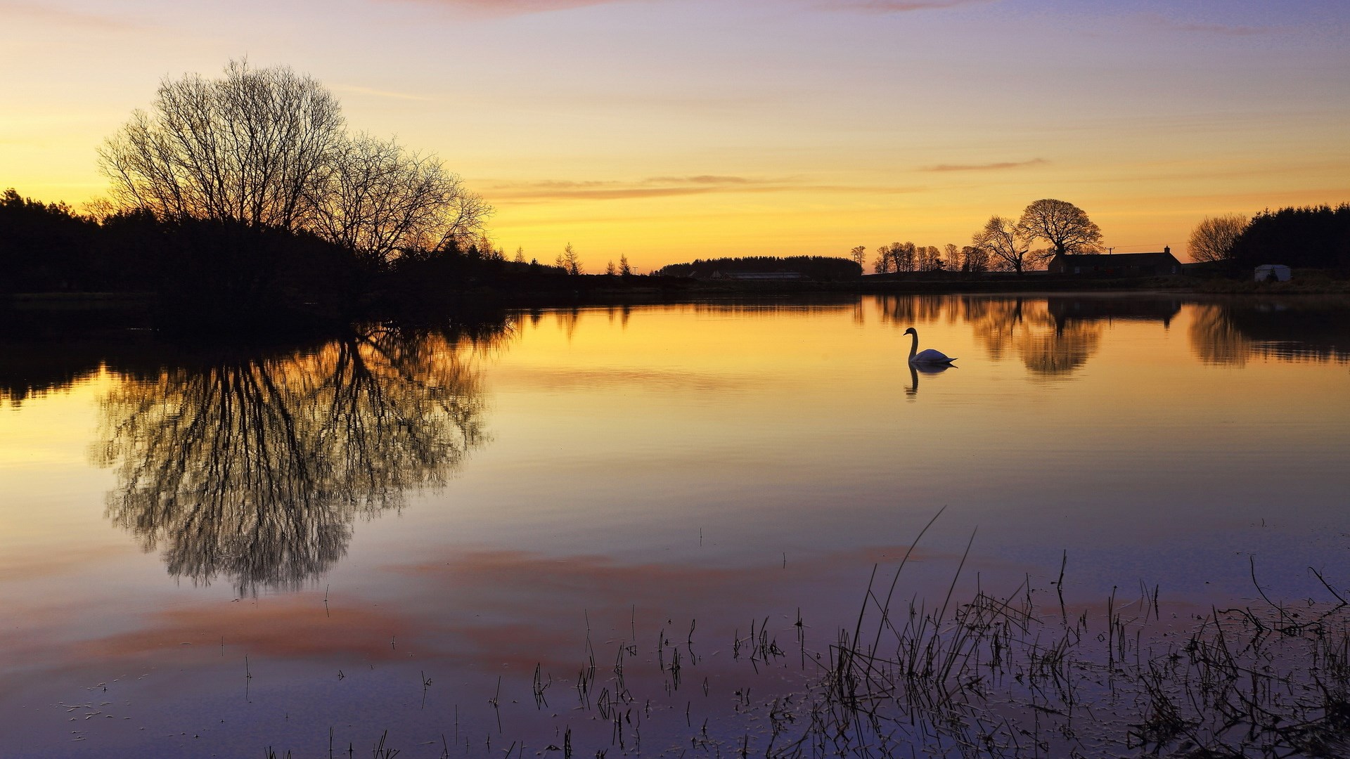Swan on a lake at sunset with reflections HD Wallpaper