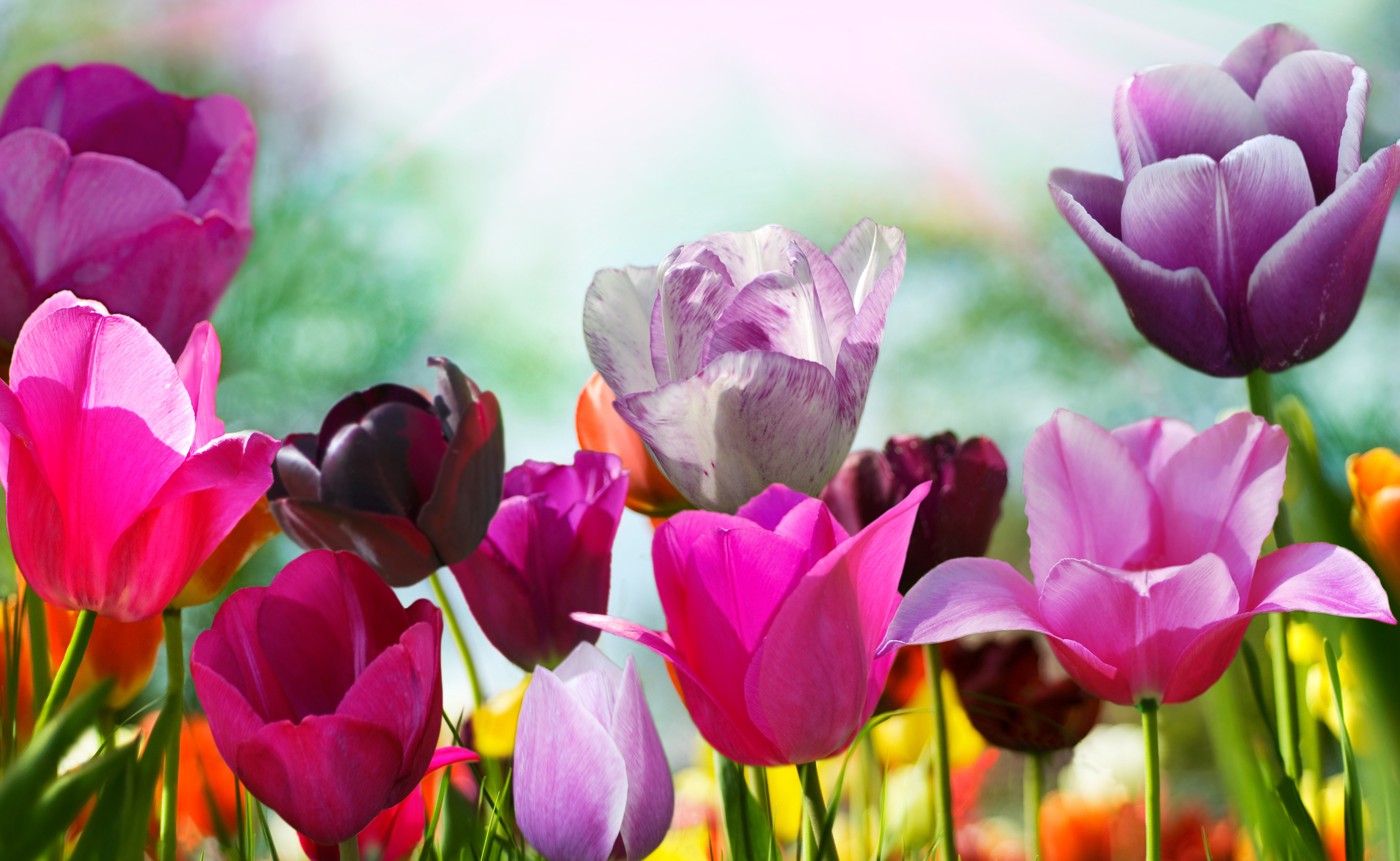 A colorful bouquet of tulips in bloom HD Wallpaper