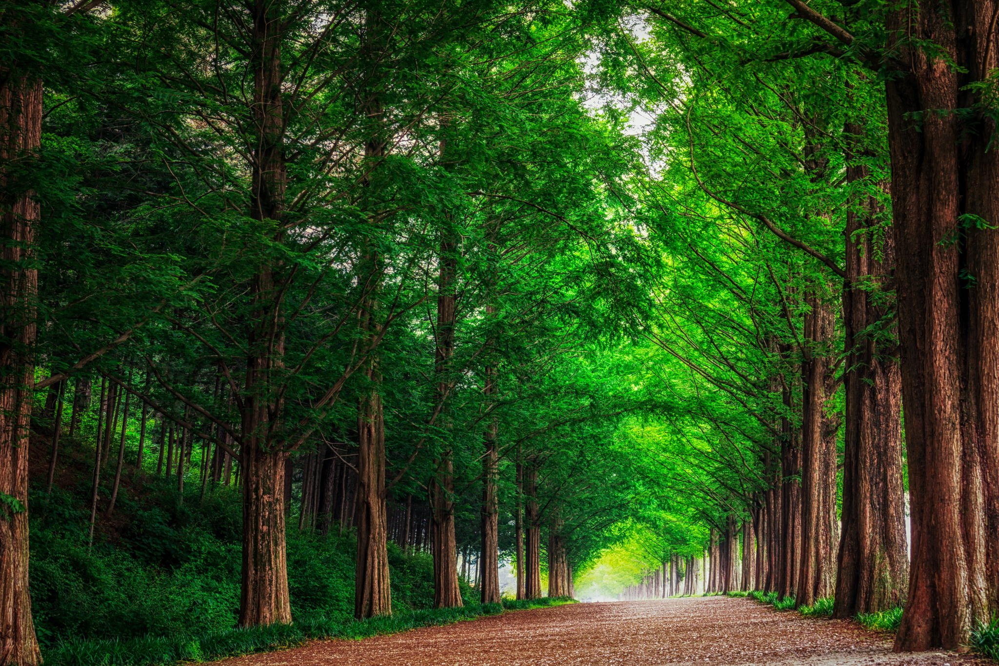 Tree-lined road in a forest in South Korea HD Wallpaper