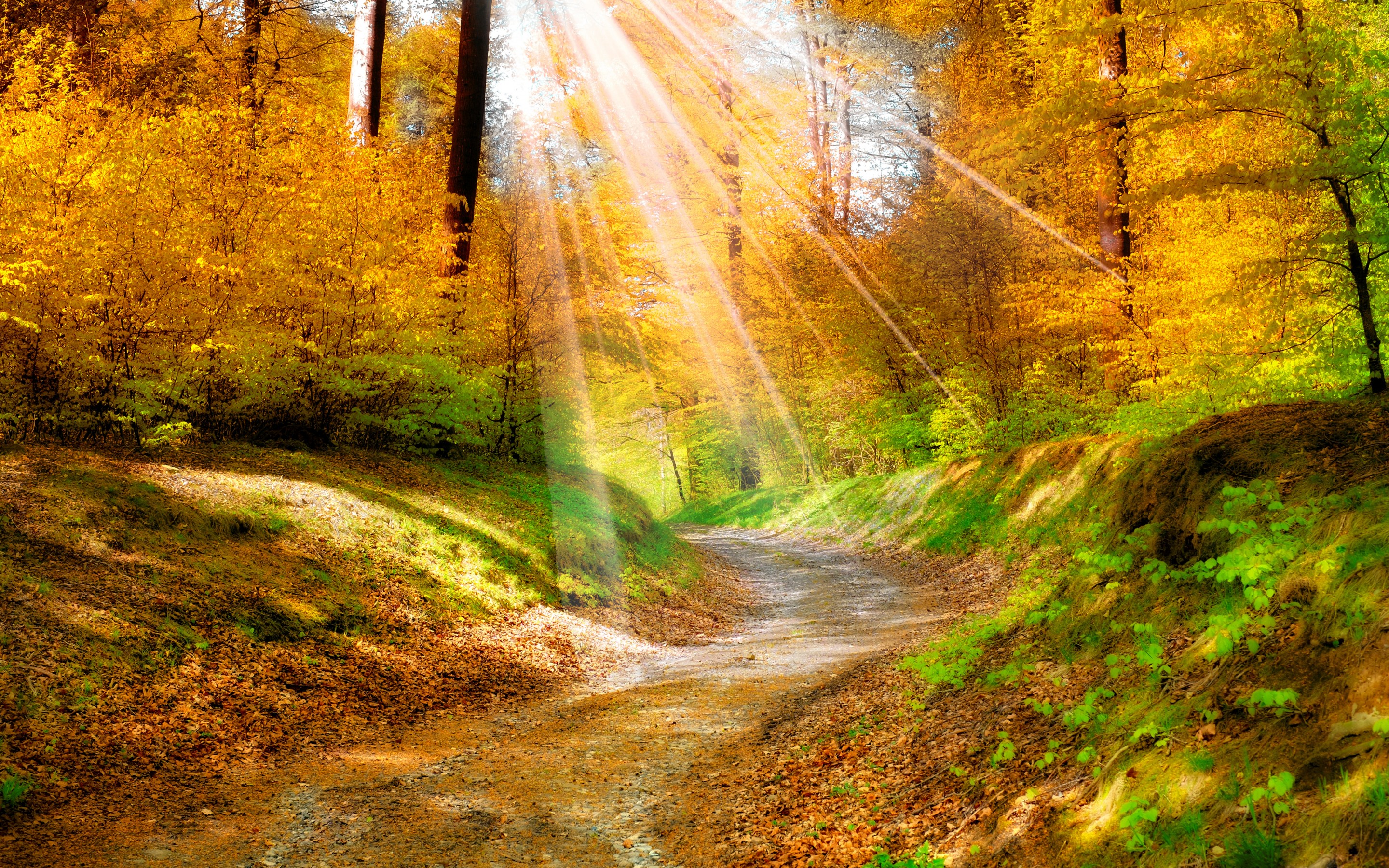 Autumn forest path with golden sunlight filtering through trees HD Wallpaper