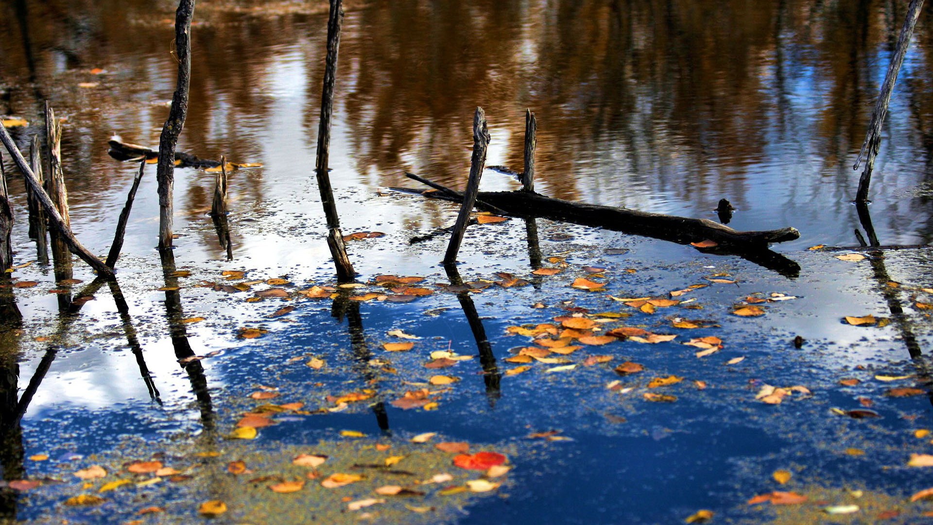 Autumn leaves float on dark water with reflections HD Wallpaper