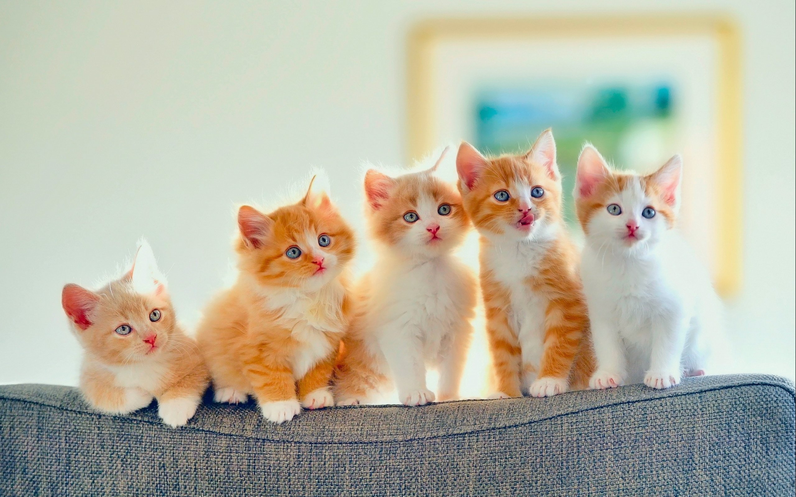 Adorable Lineup of Fluffy Orange and White Kittens HD Wallpaper