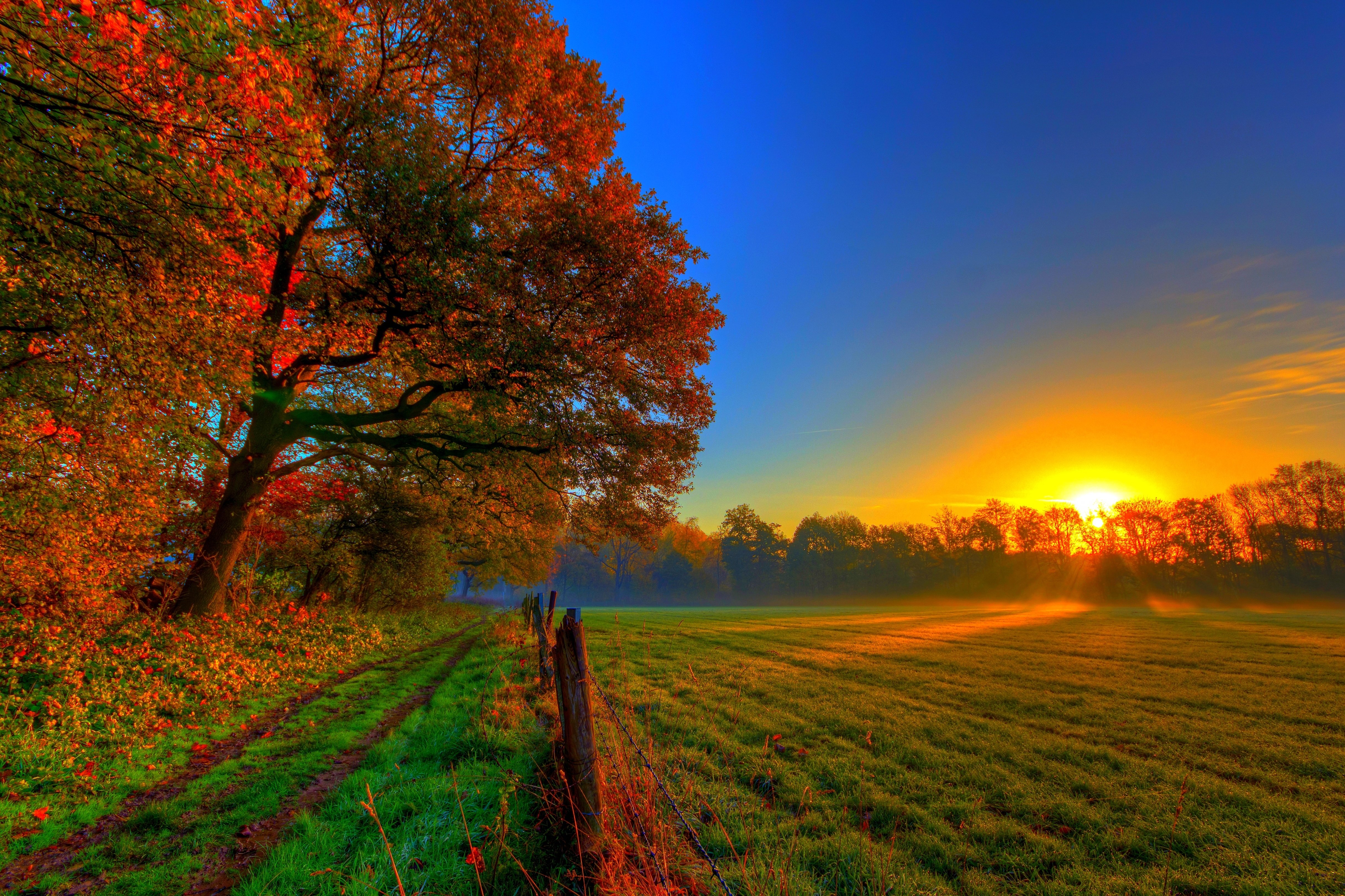 Autumn tree and sunrise over a field HD Wallpaper