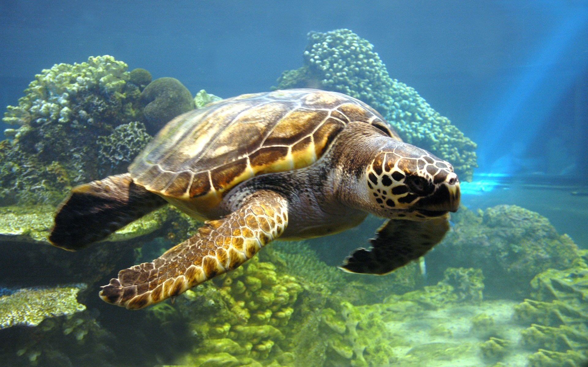 Sea Turtle Swimming Over Coral Reef HD Wallpaper