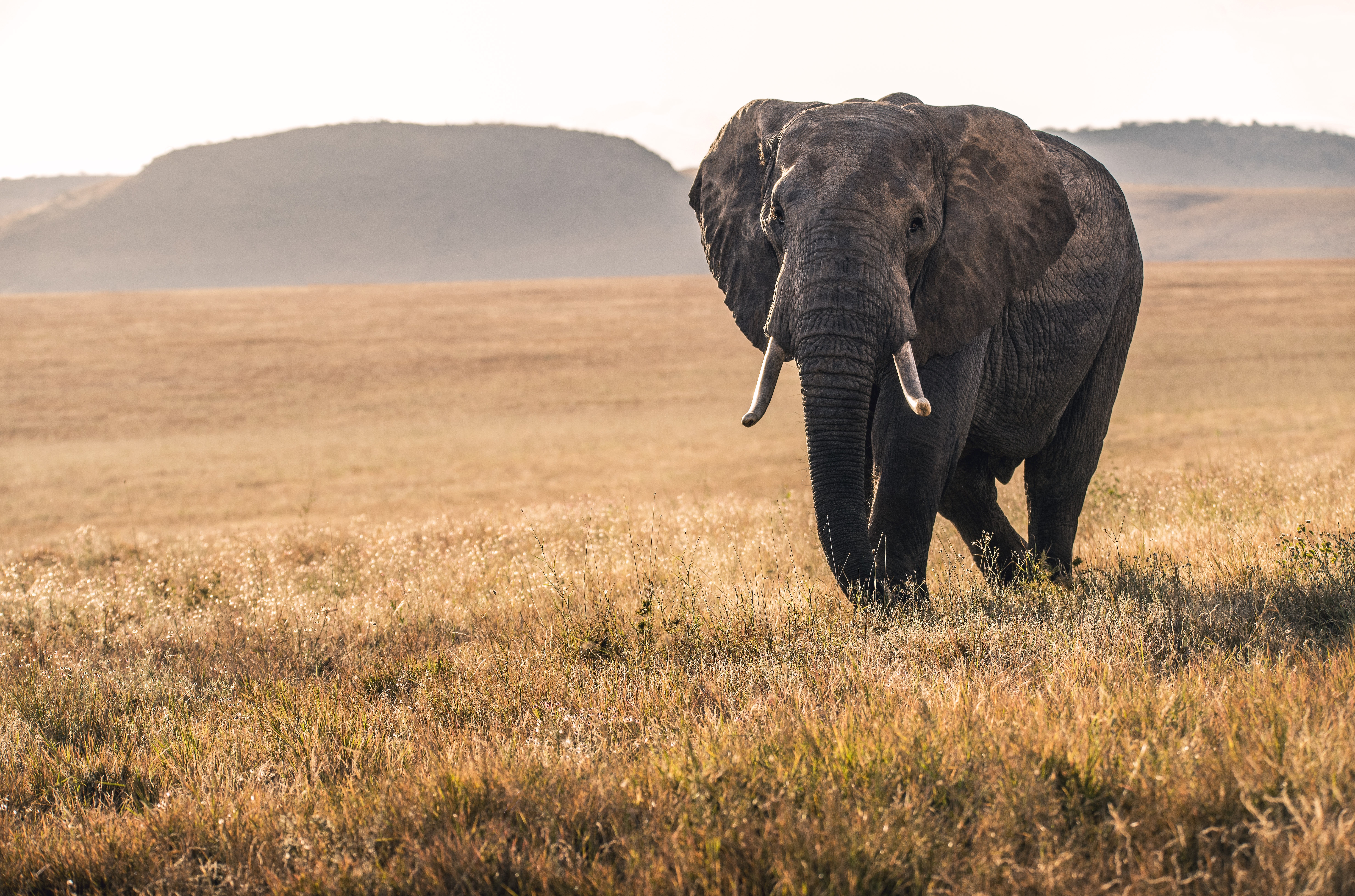 African Elephant in Kenyan Savannah at Dawn HD Wallpaper