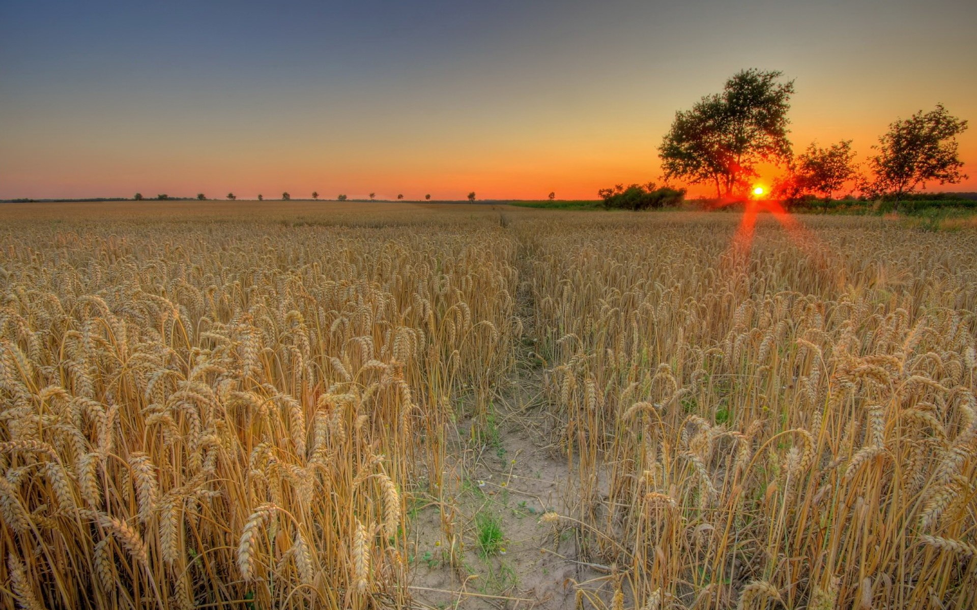 Wheat field at sunset with trees HD Wallpaper