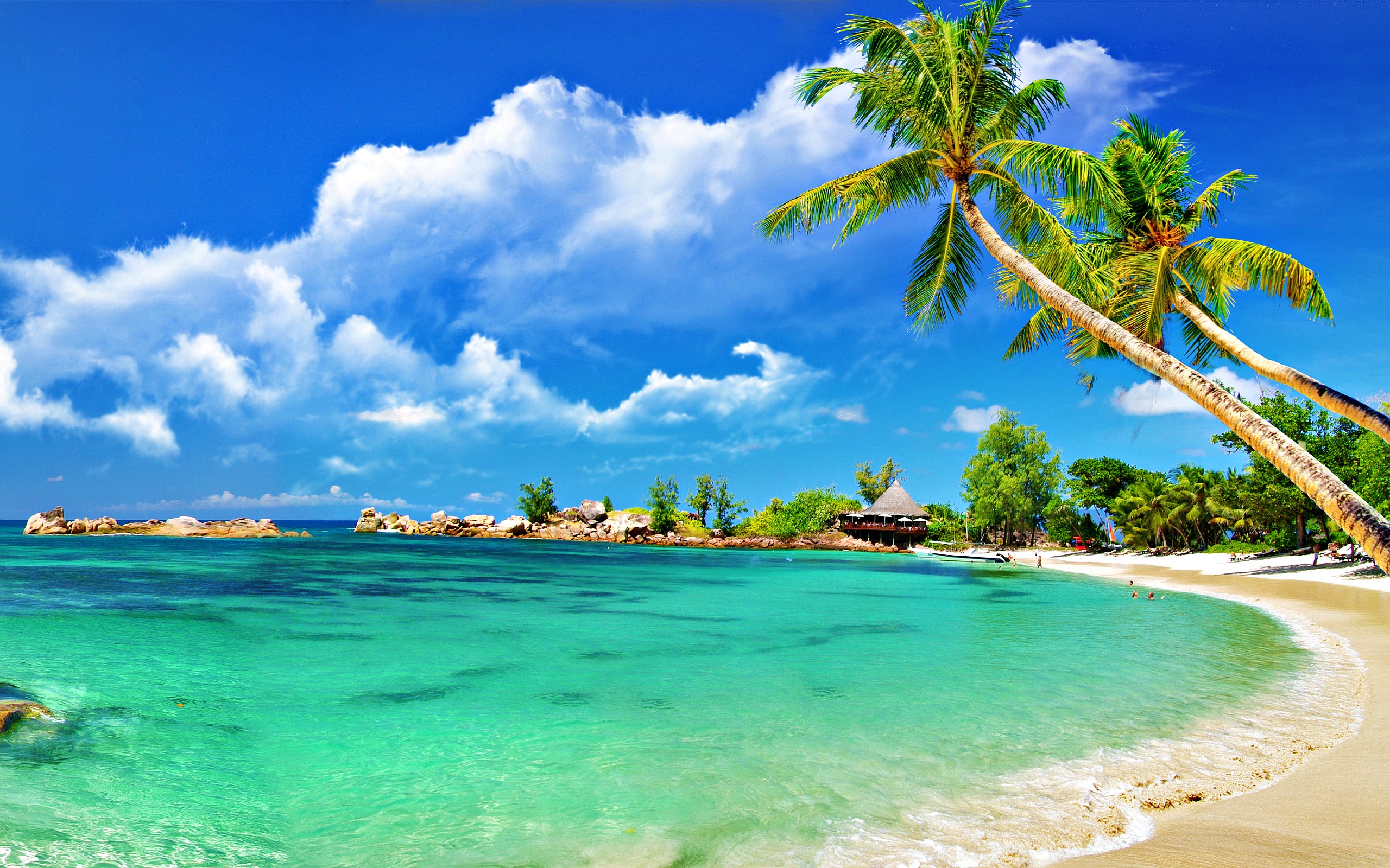 Tropical beach with palm trees and turquoise water HD Wallpaper