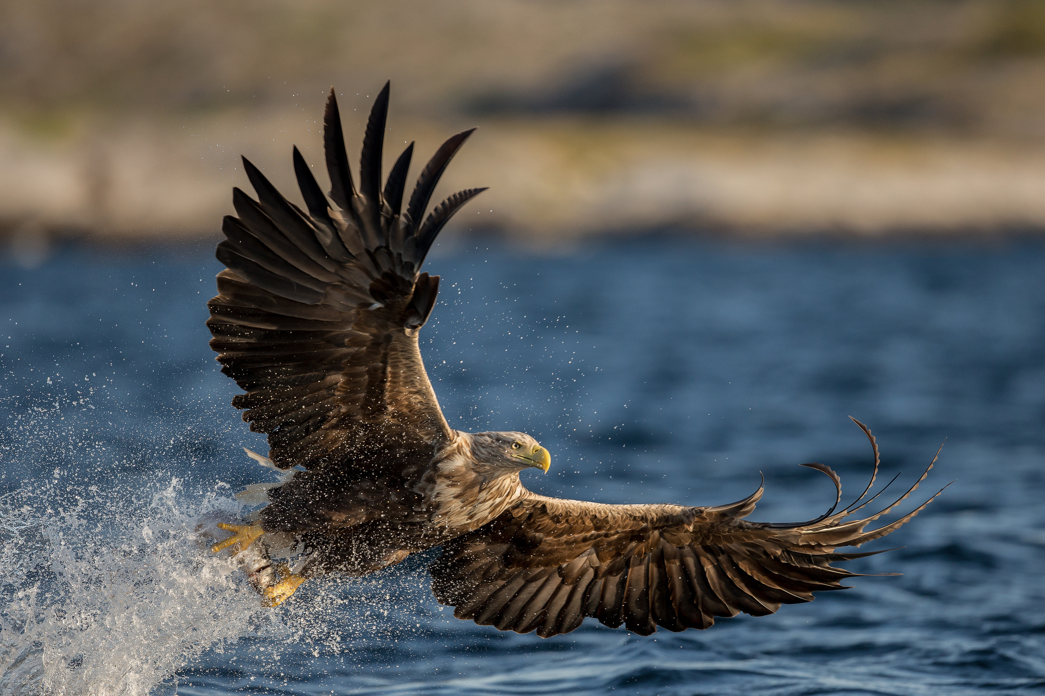 White-tailed eagle splashes through water HD Wallpaper