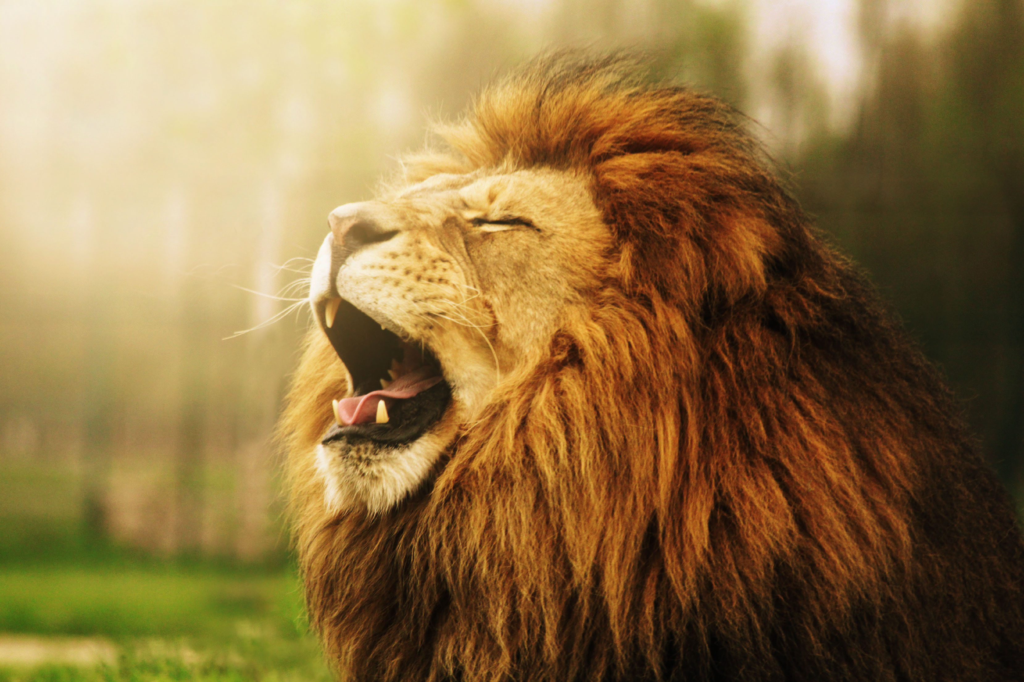 Lion yawning in a forest HD Wallpaper