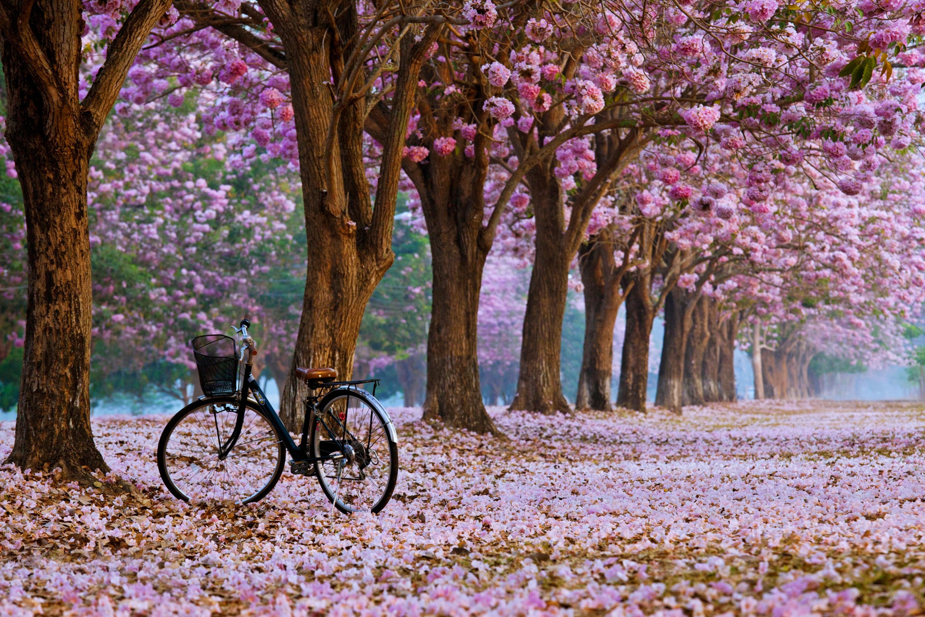 Bicycle under blooming pink trees in spring HD Wallpaper