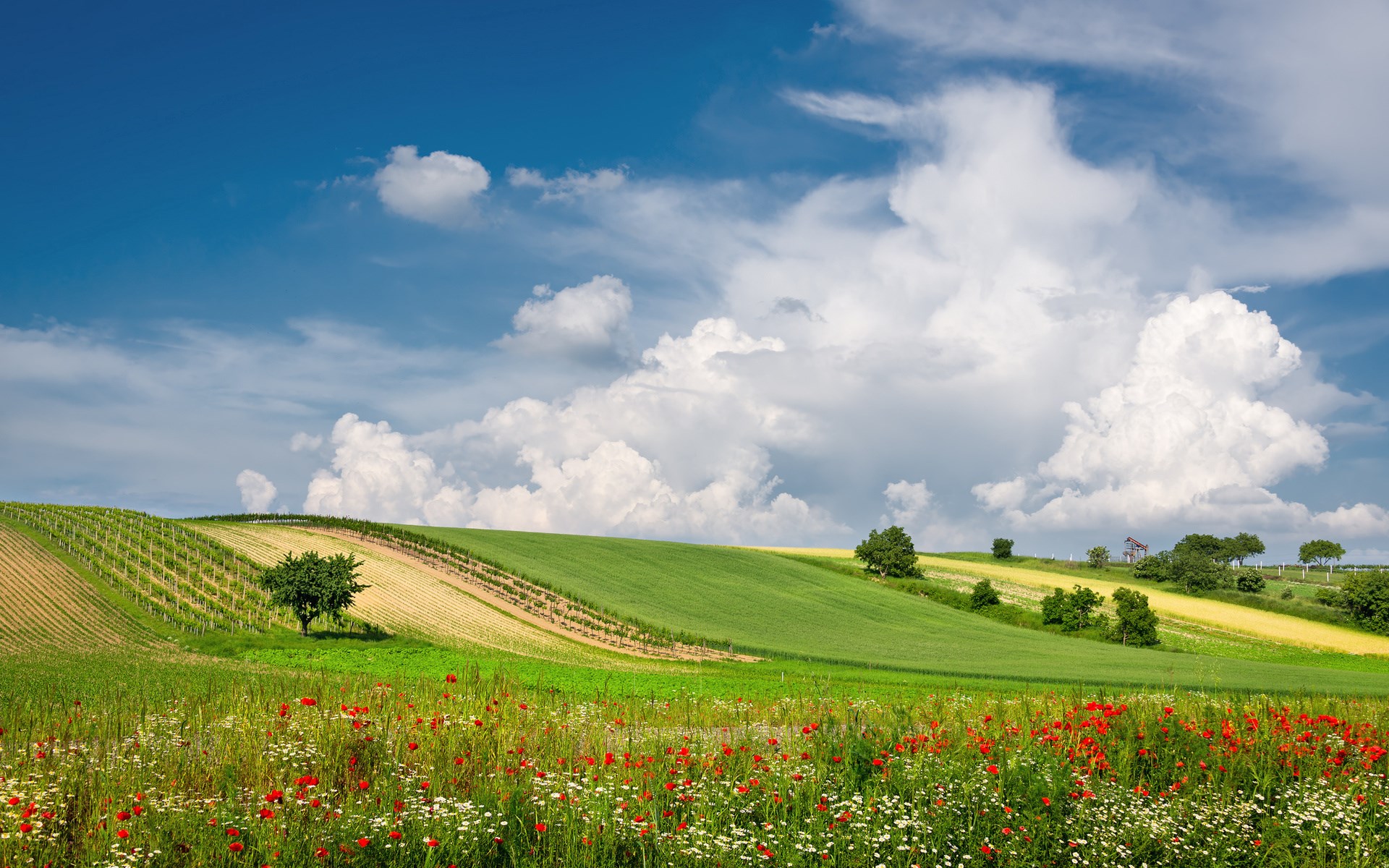 Rolling hills with vineyards and wildflowers under a cloudy sky HD Wallpaper