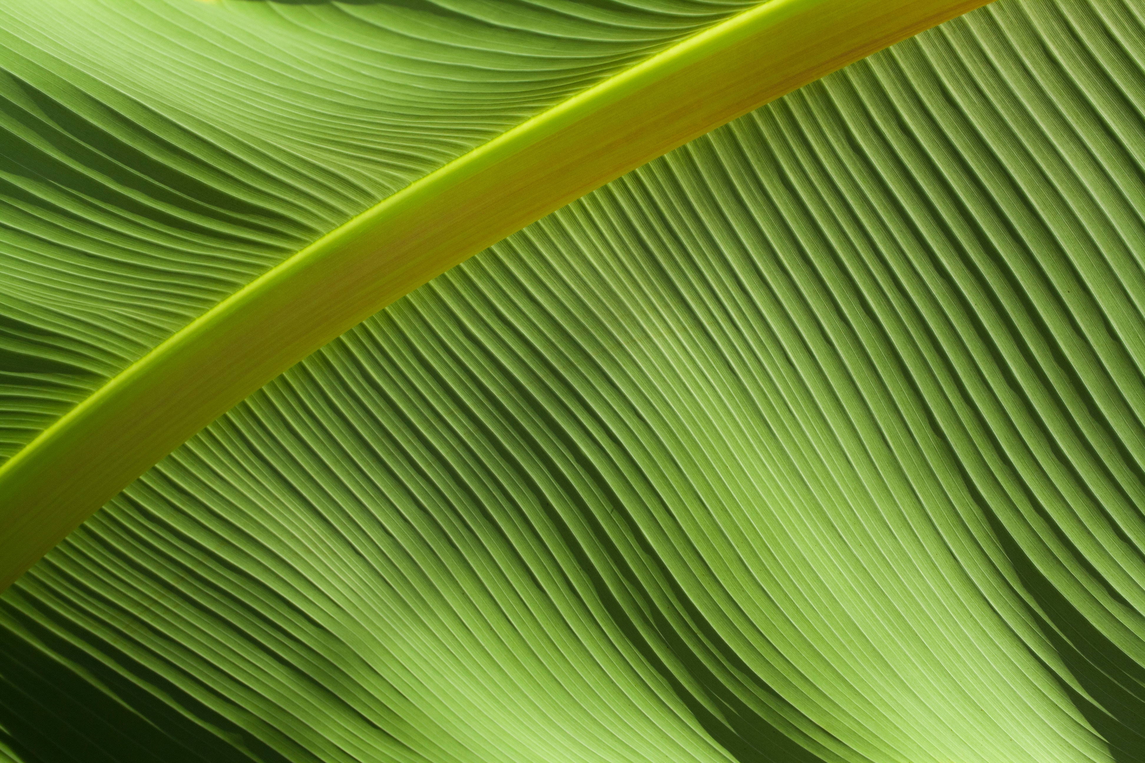Close-up of a green leaf with prominent veins HD Wallpaper