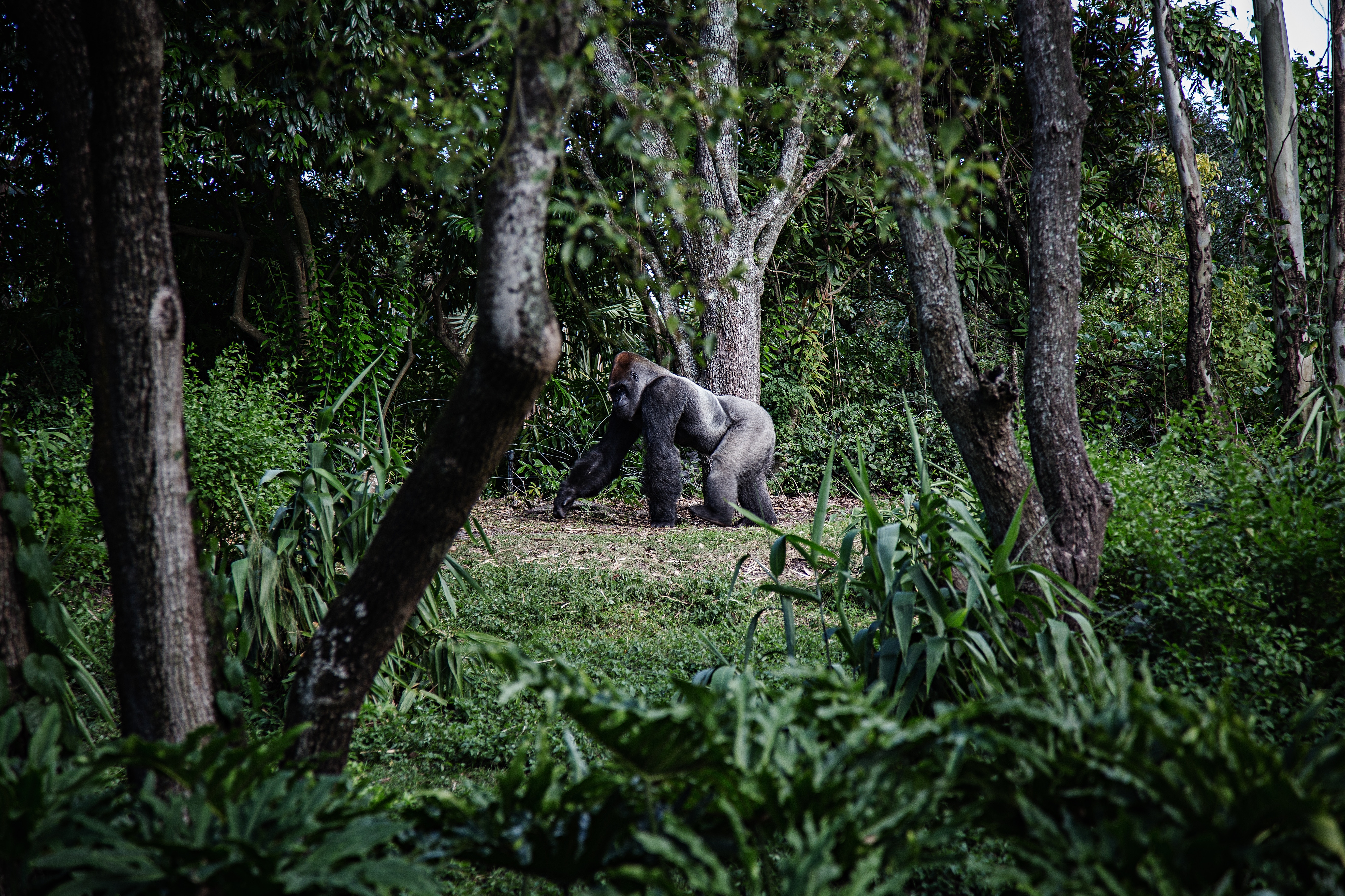 Silverback gorilla walking in a forest HD Wallpaper