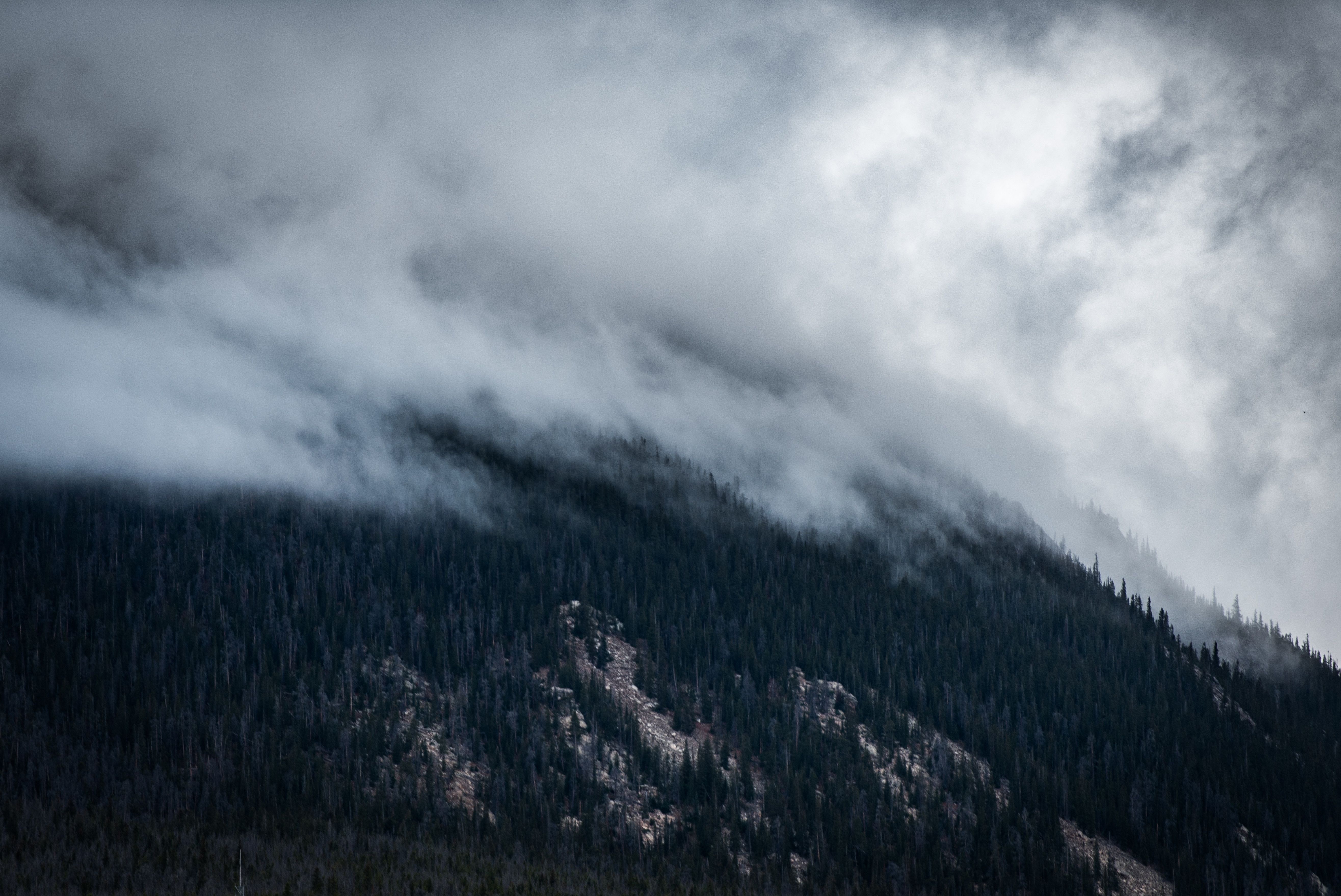 Misty mountain slope covered in dark forest HD Wallpaper