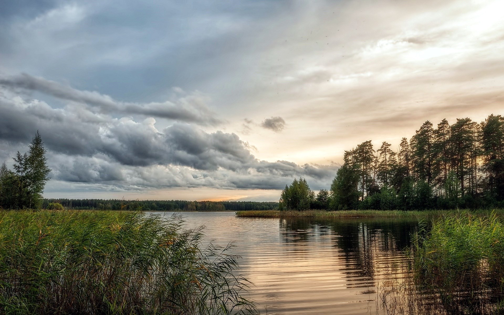 Lake with reeds and forest under cloudy sky HD Wallpaper