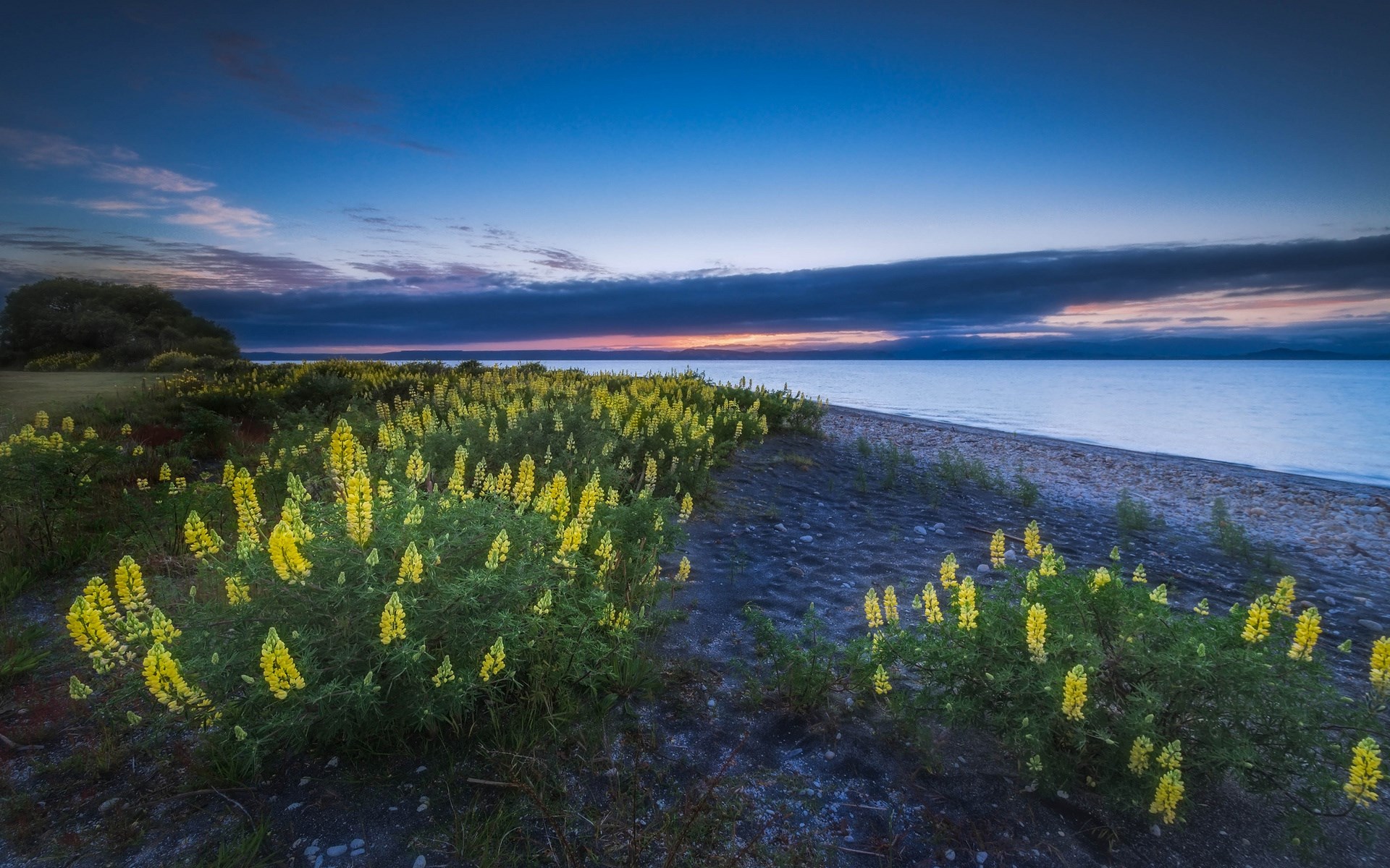 Yellow lupines bloom by a lake at sunset HD Wallpaper