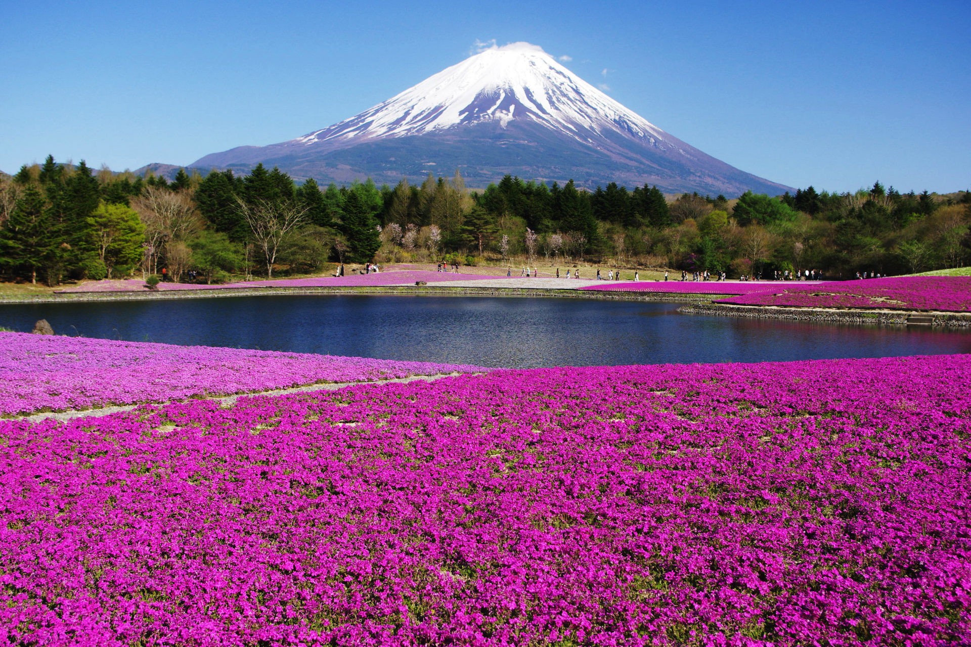 Mount Fuji with Vibrant Purple Flowers HD Wallpaper