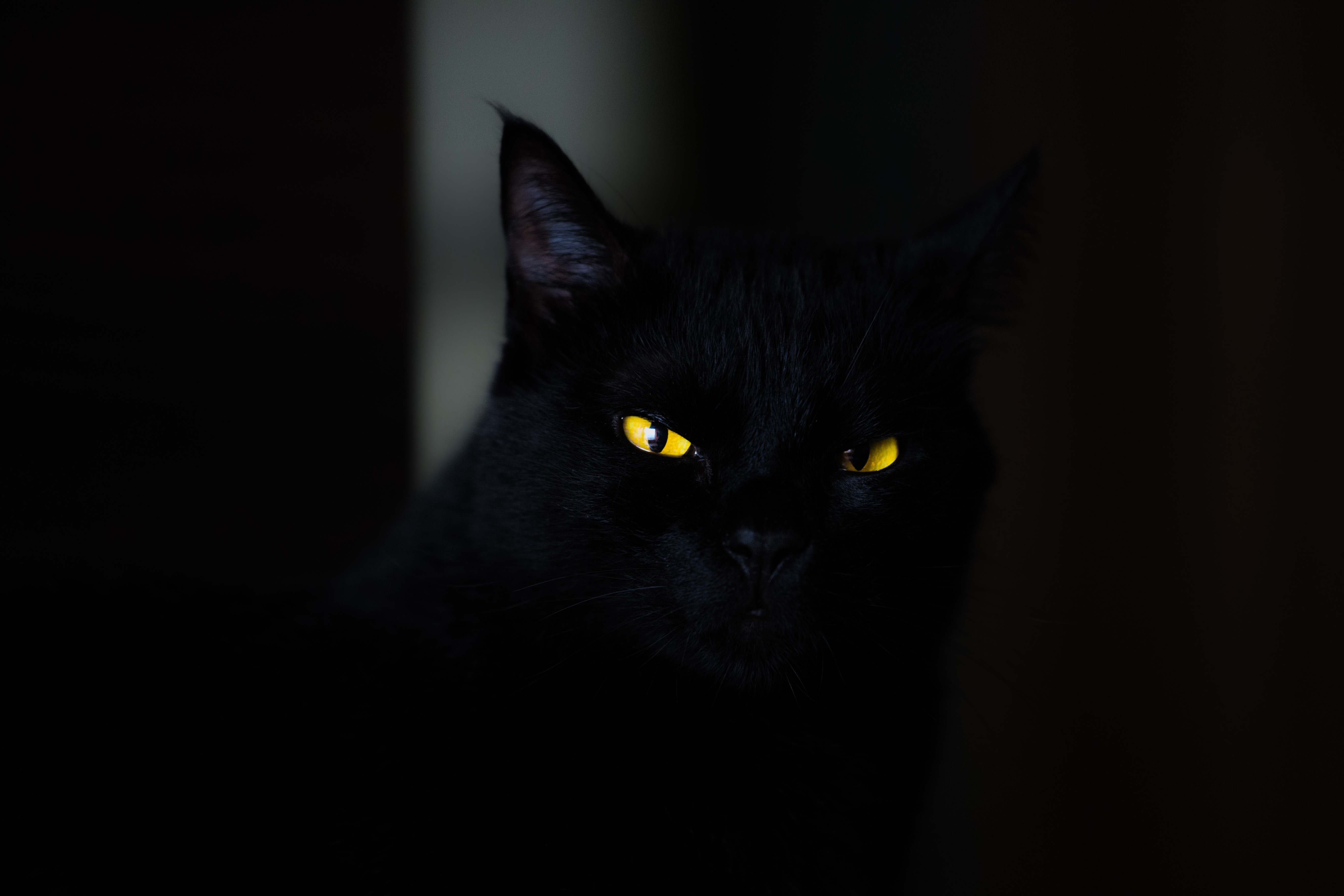 Black cat with glowing yellow eyes in the dark HD Wallpaper