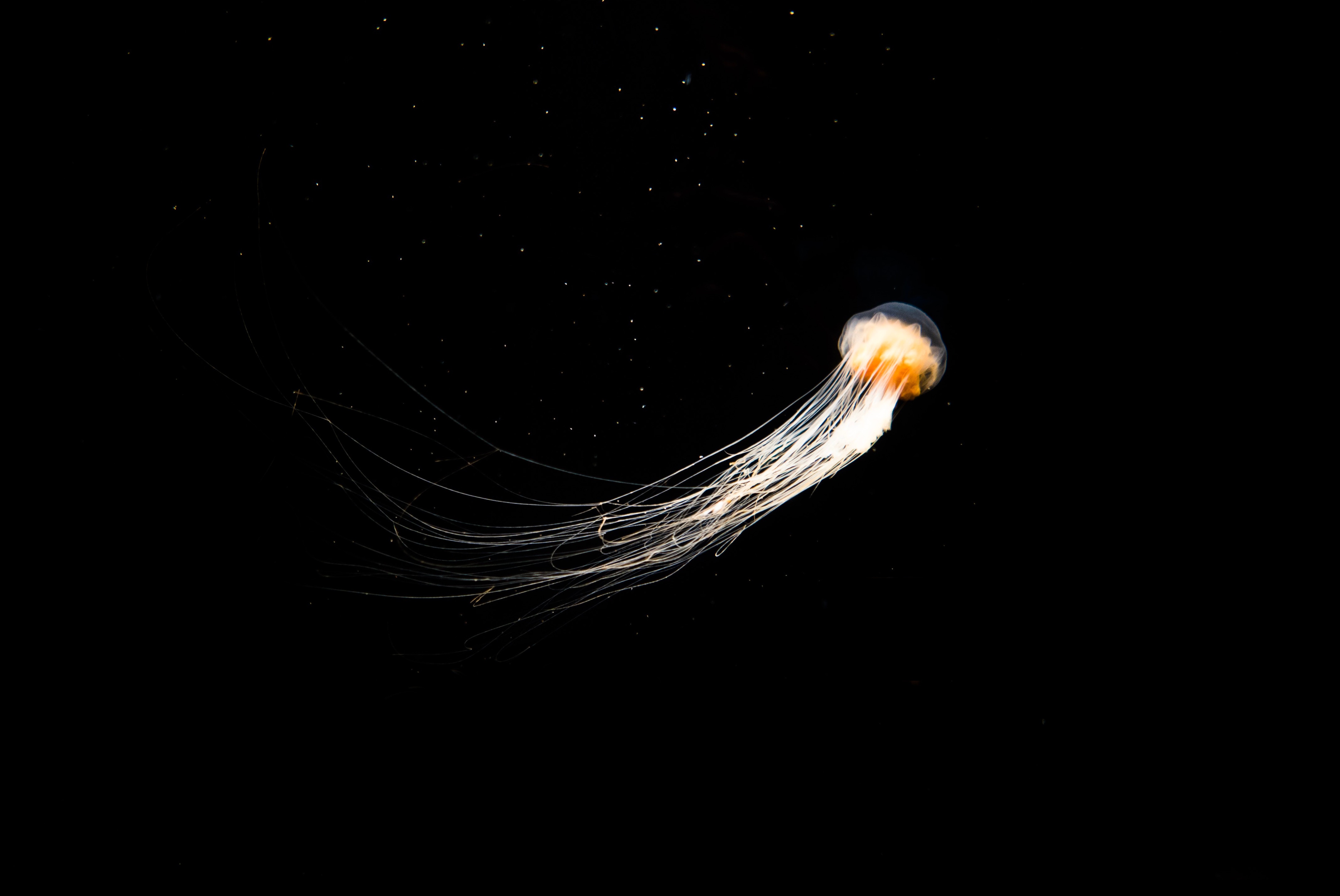 Orange jellyfish with long white tentacles swimming in dark water HD Wallpaper