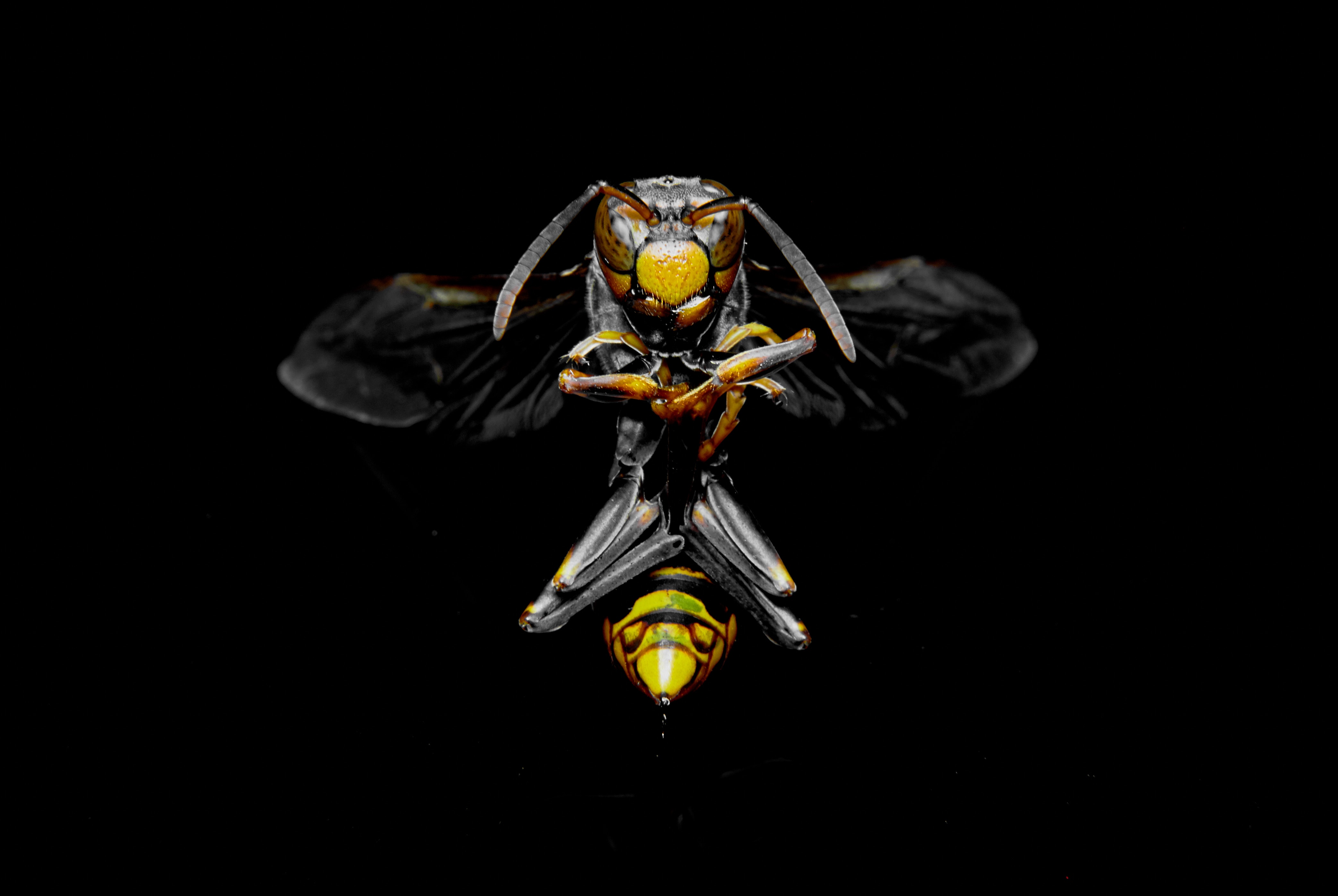 Close-up of a hornet on a black background HD Wallpaper