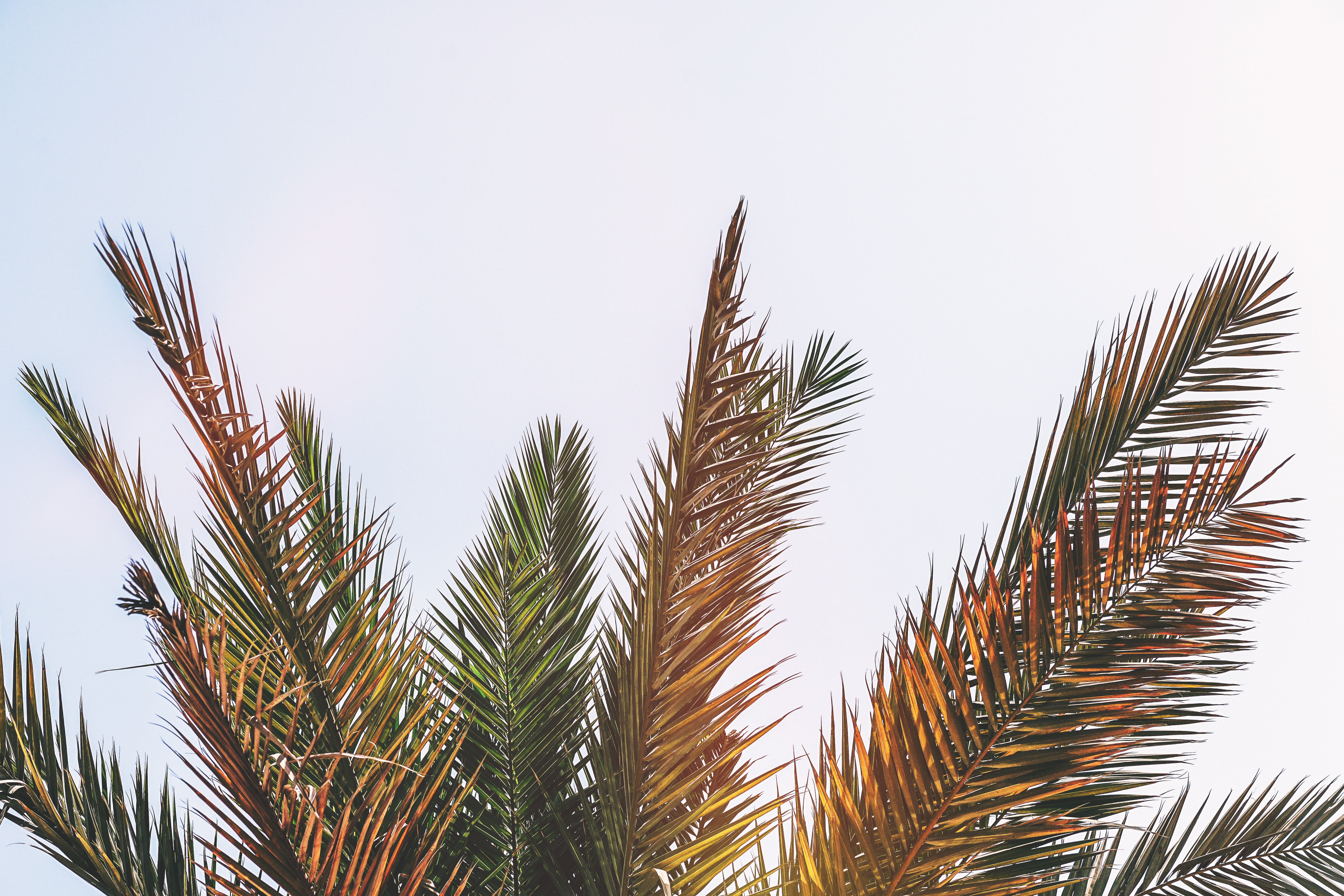 Palm tree fronds against a bright sky HD Wallpaper