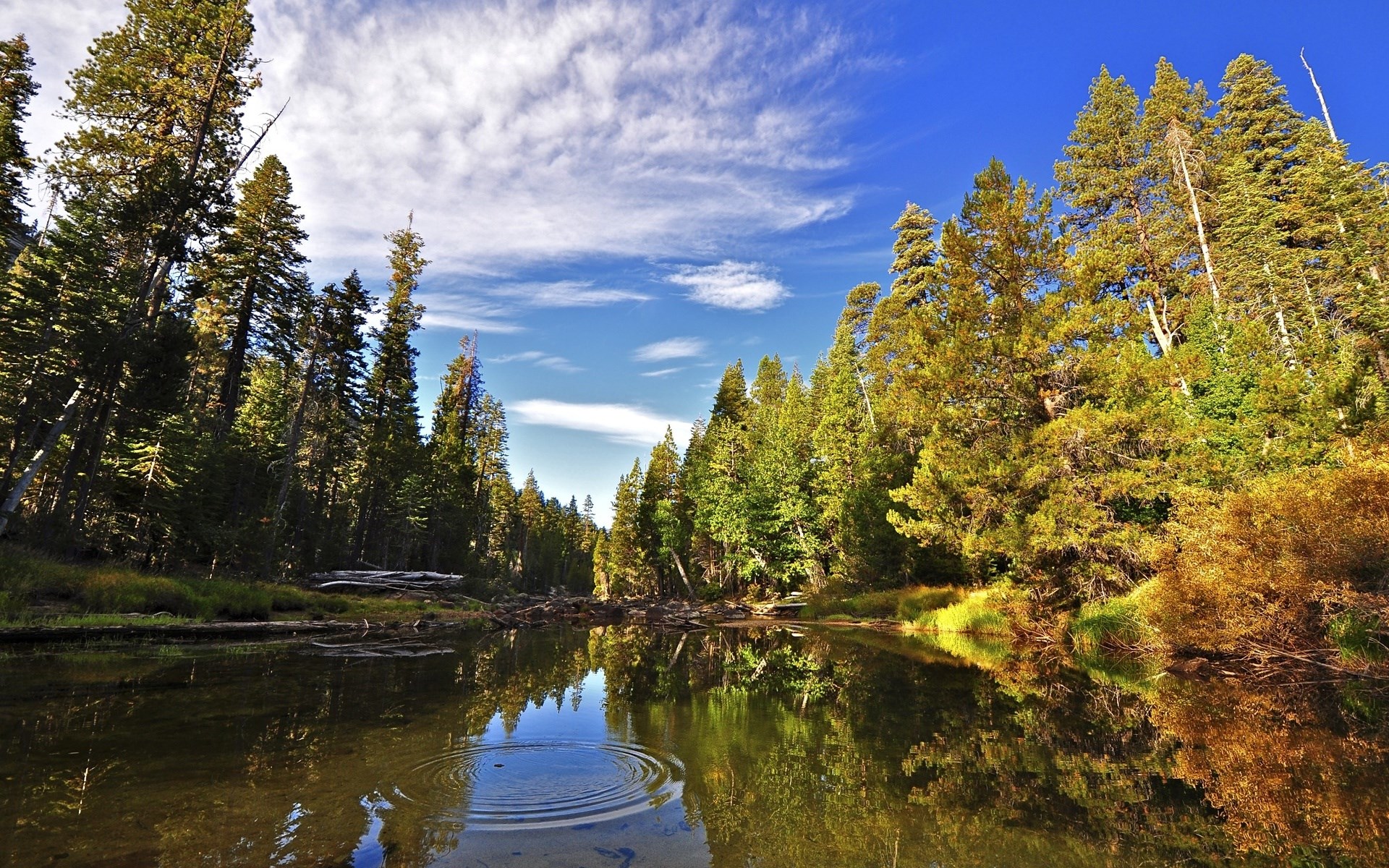 Forest and river reflection under a blue sky HD Wallpaper
