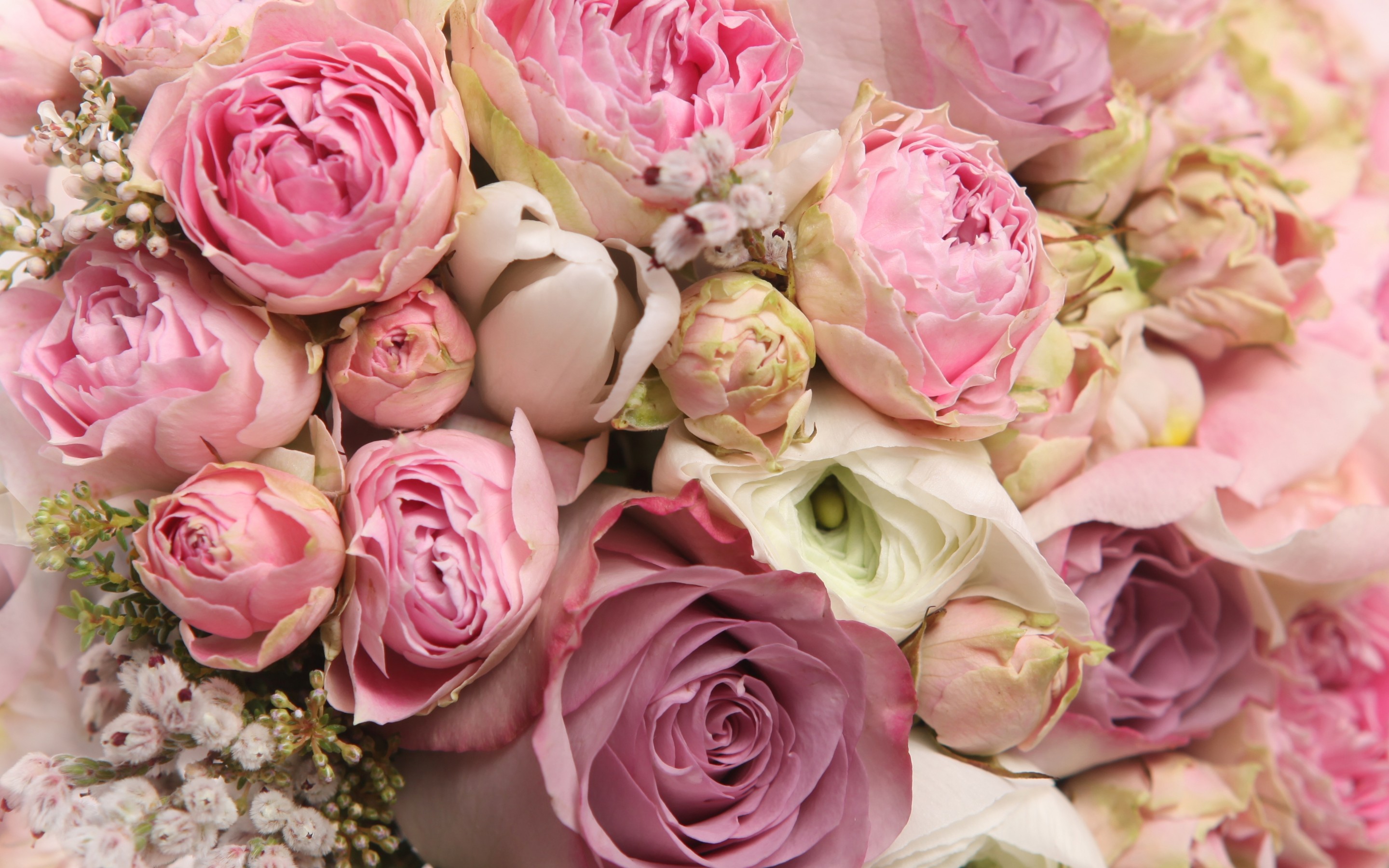 Pink and purple roses bouquet HD Wallpaper
