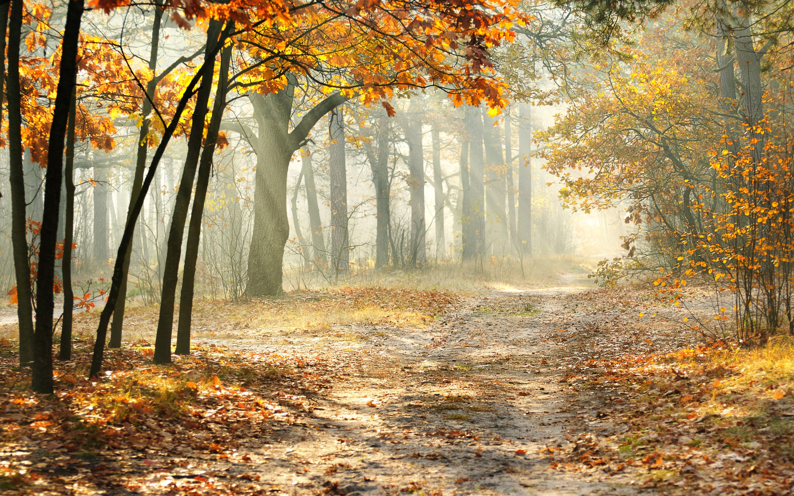 Autumn forest path with fallen leaves and sunbeams HD Wallpaper