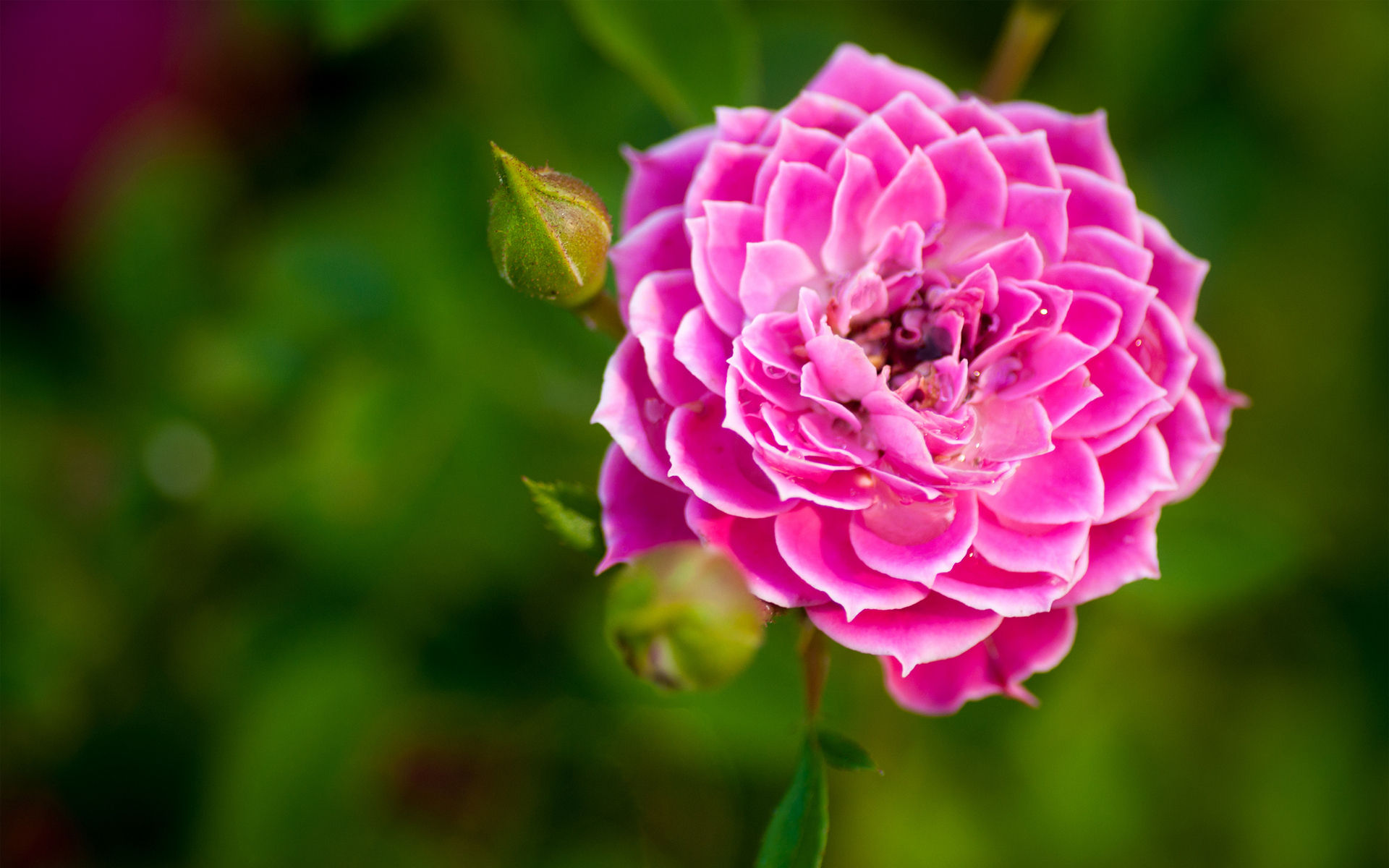 Pink rose flower with buds in garden HD Wallpaper