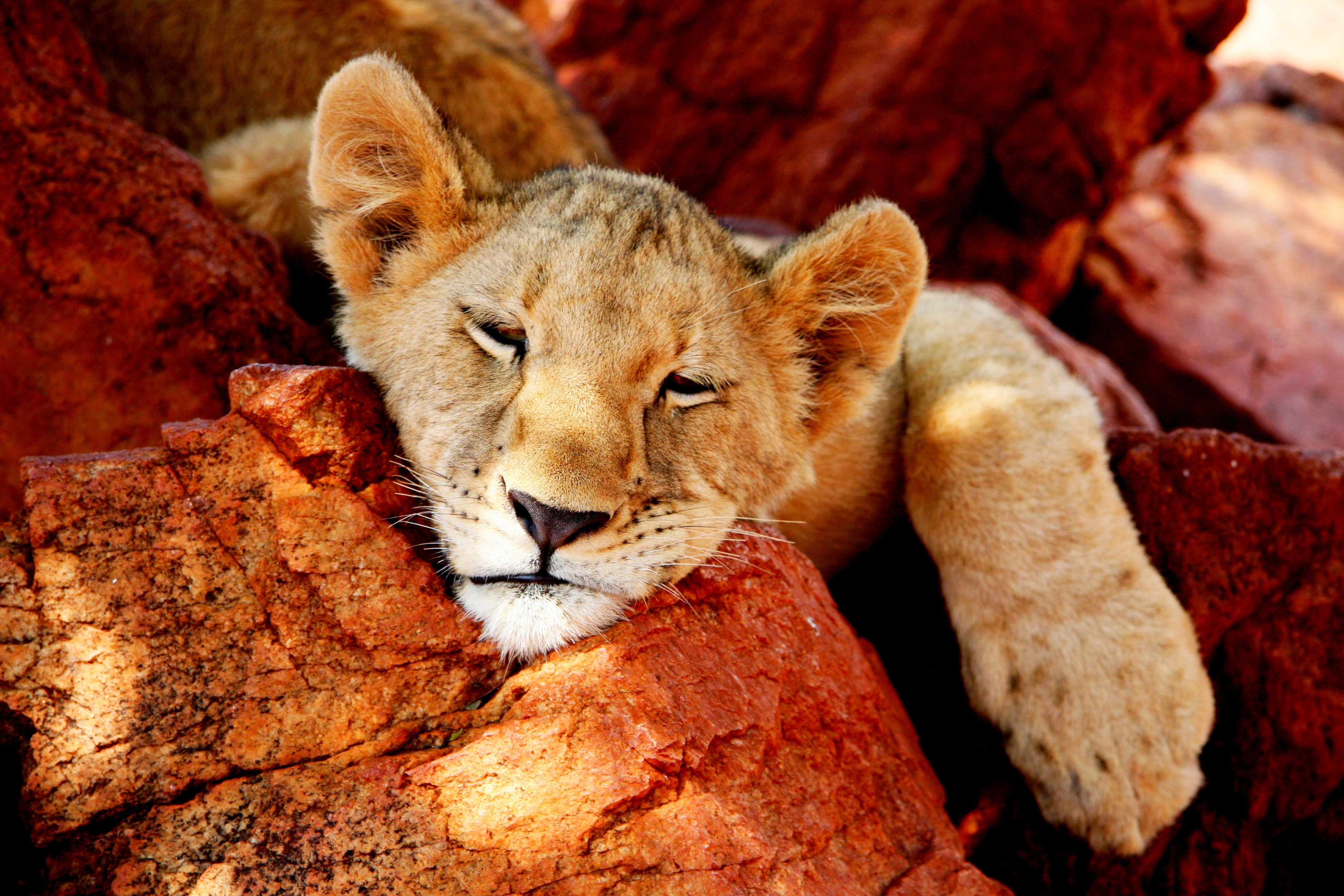 Lion cub sleeping on rocks HD Wallpaper