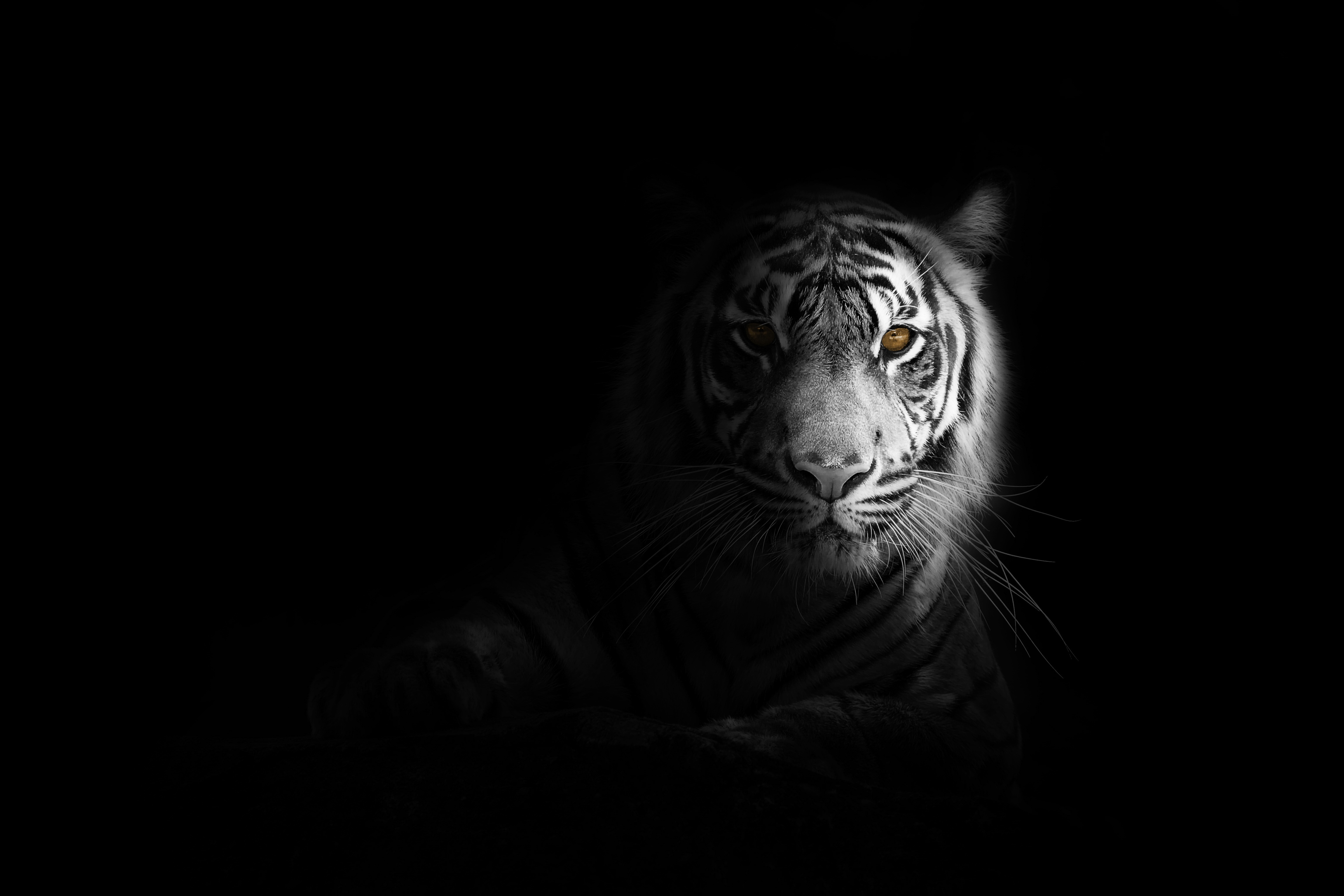 Monochrome tiger with yellow eyes in darkness HD Wallpaper
