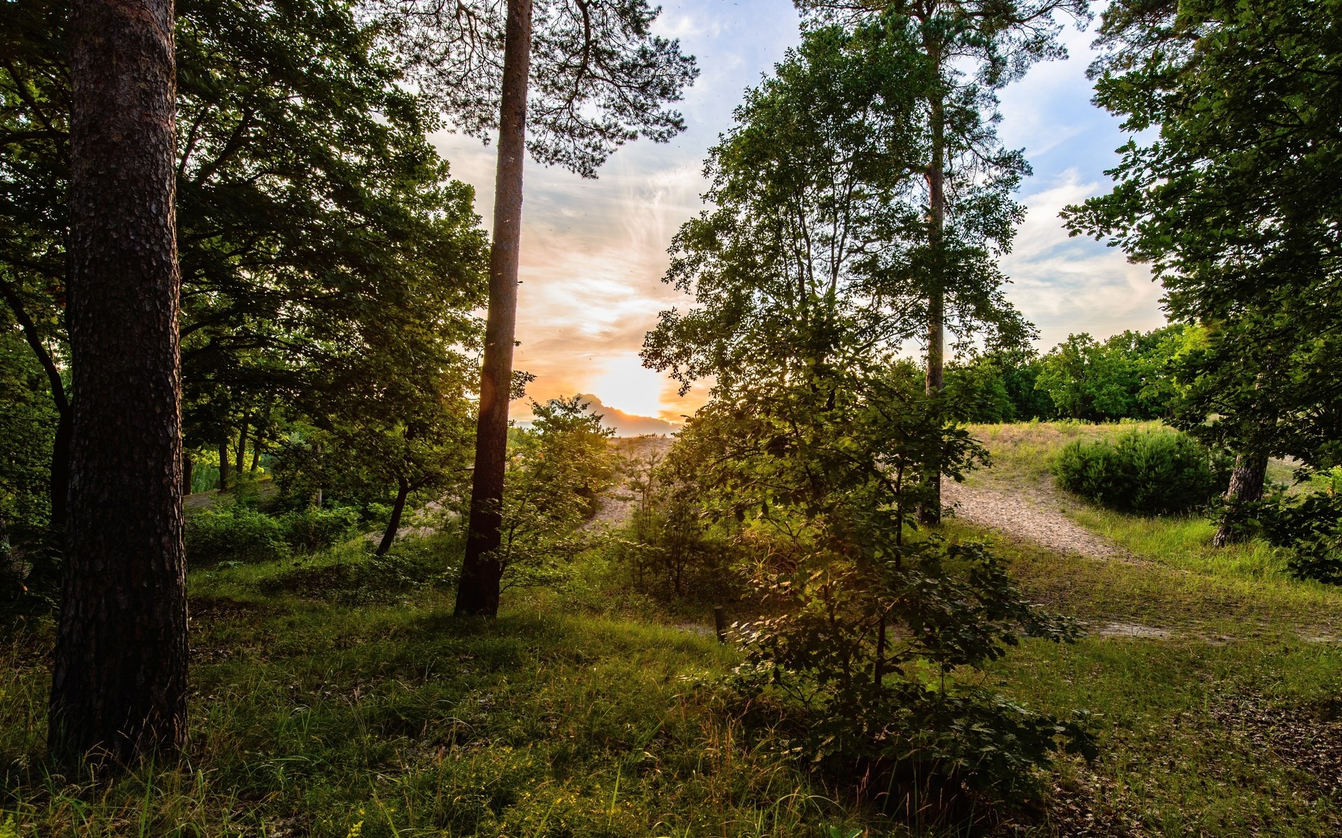Forest path at sunset with trees and sky HD Wallpaper