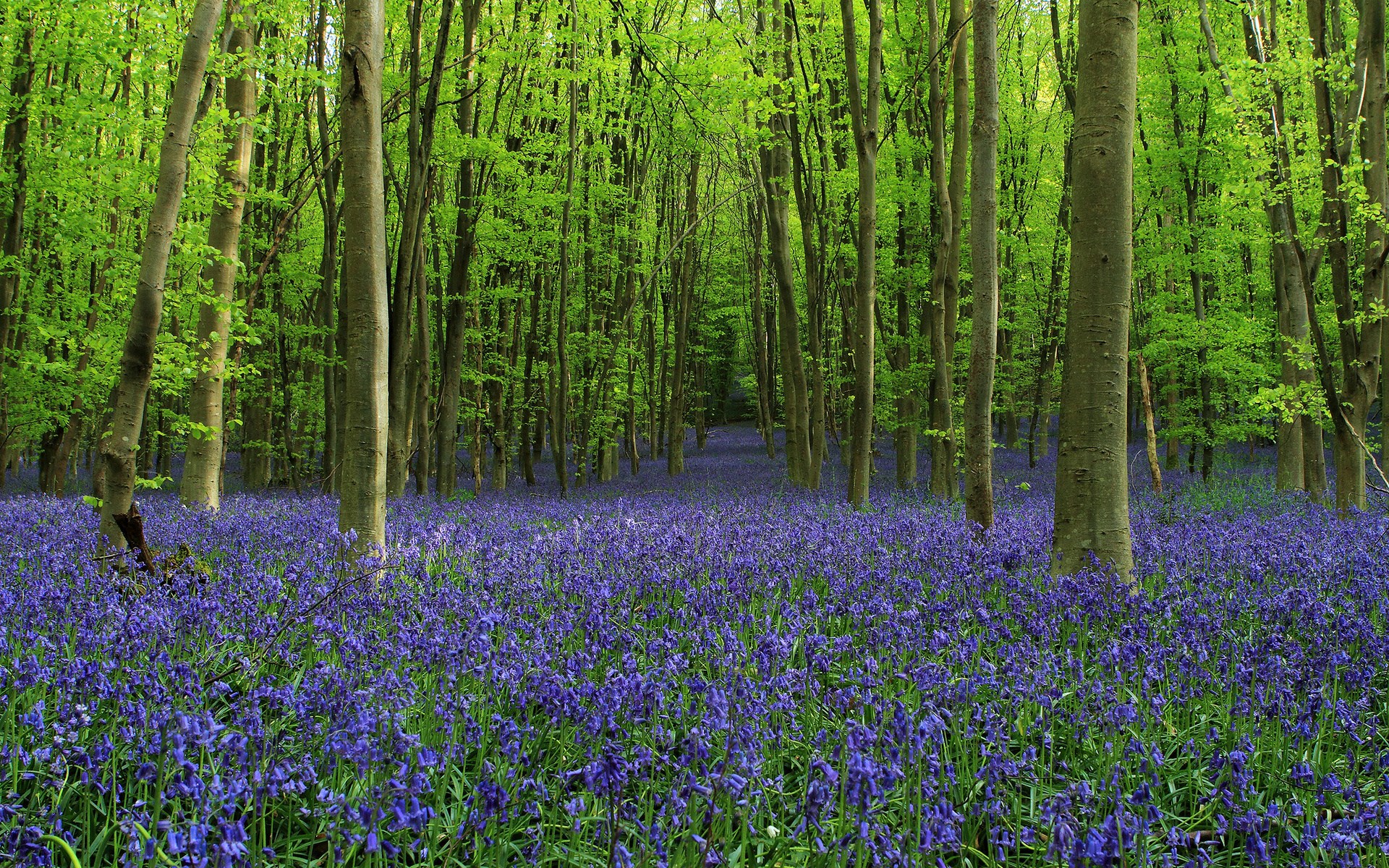 Bluebells blooming in a sunlit forest HD Wallpaper