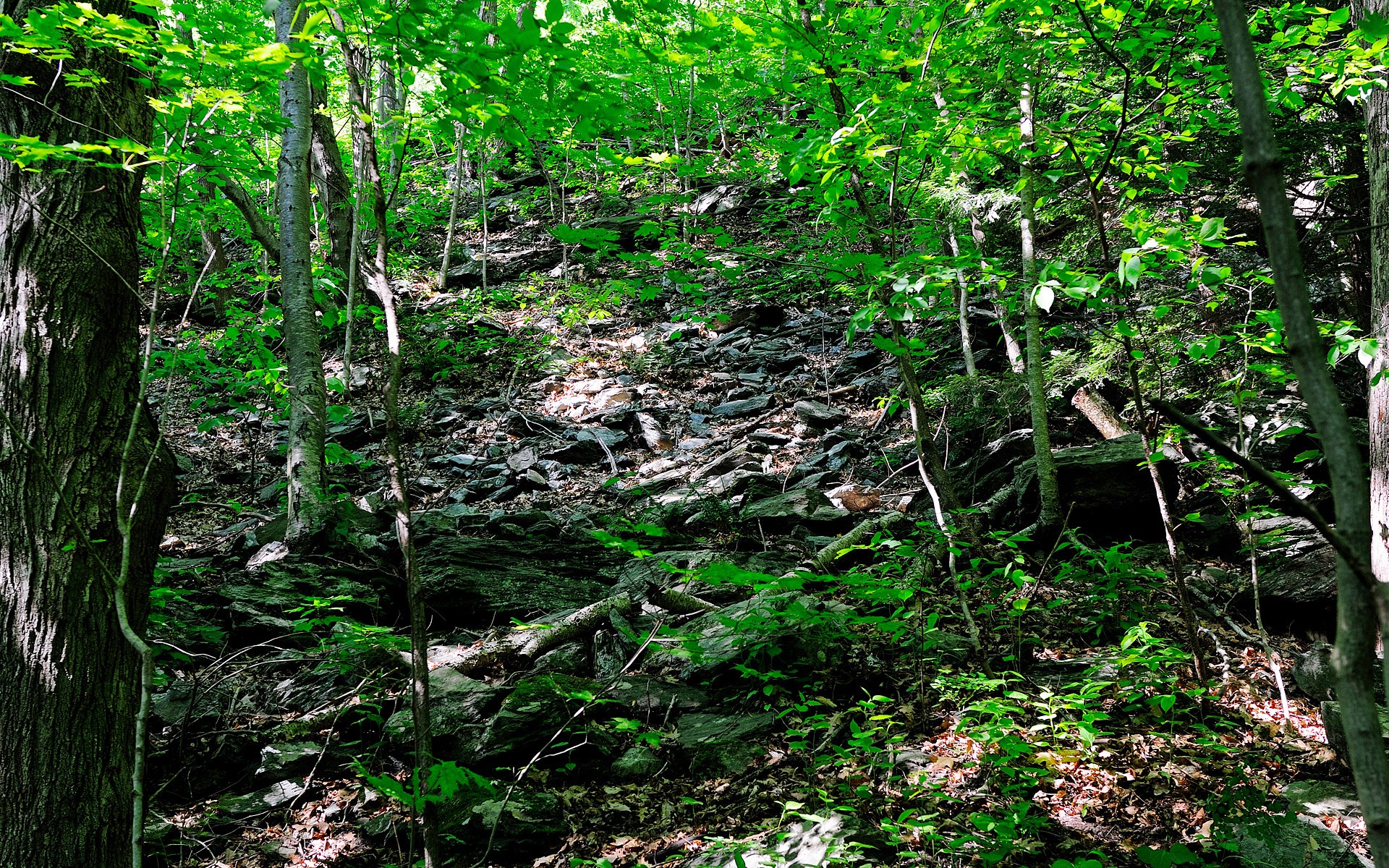 Rocky forest slope with green trees and sunlight HD Wallpaper