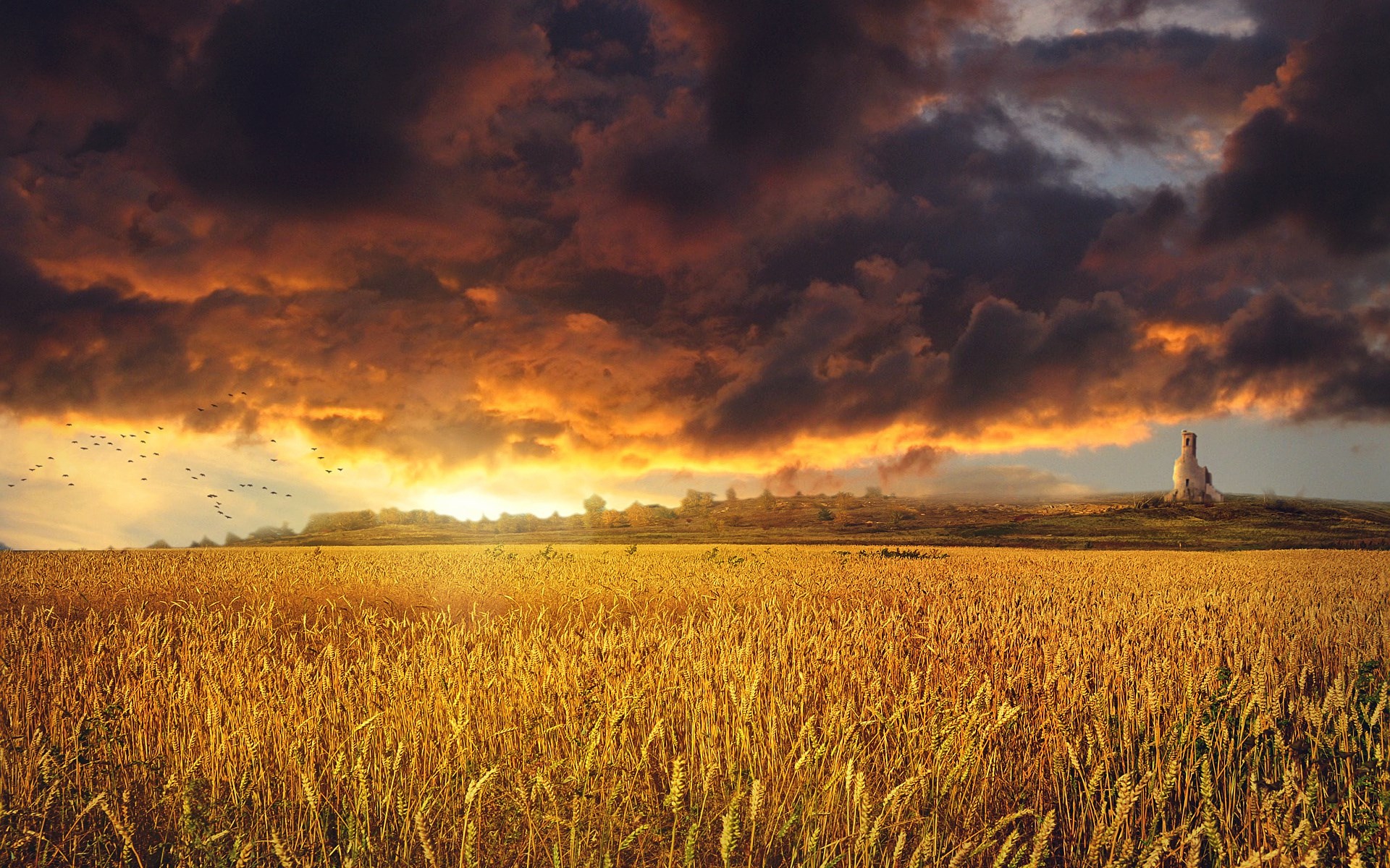 Wheat field under stormy sunset with a distant church HD Wallpaper