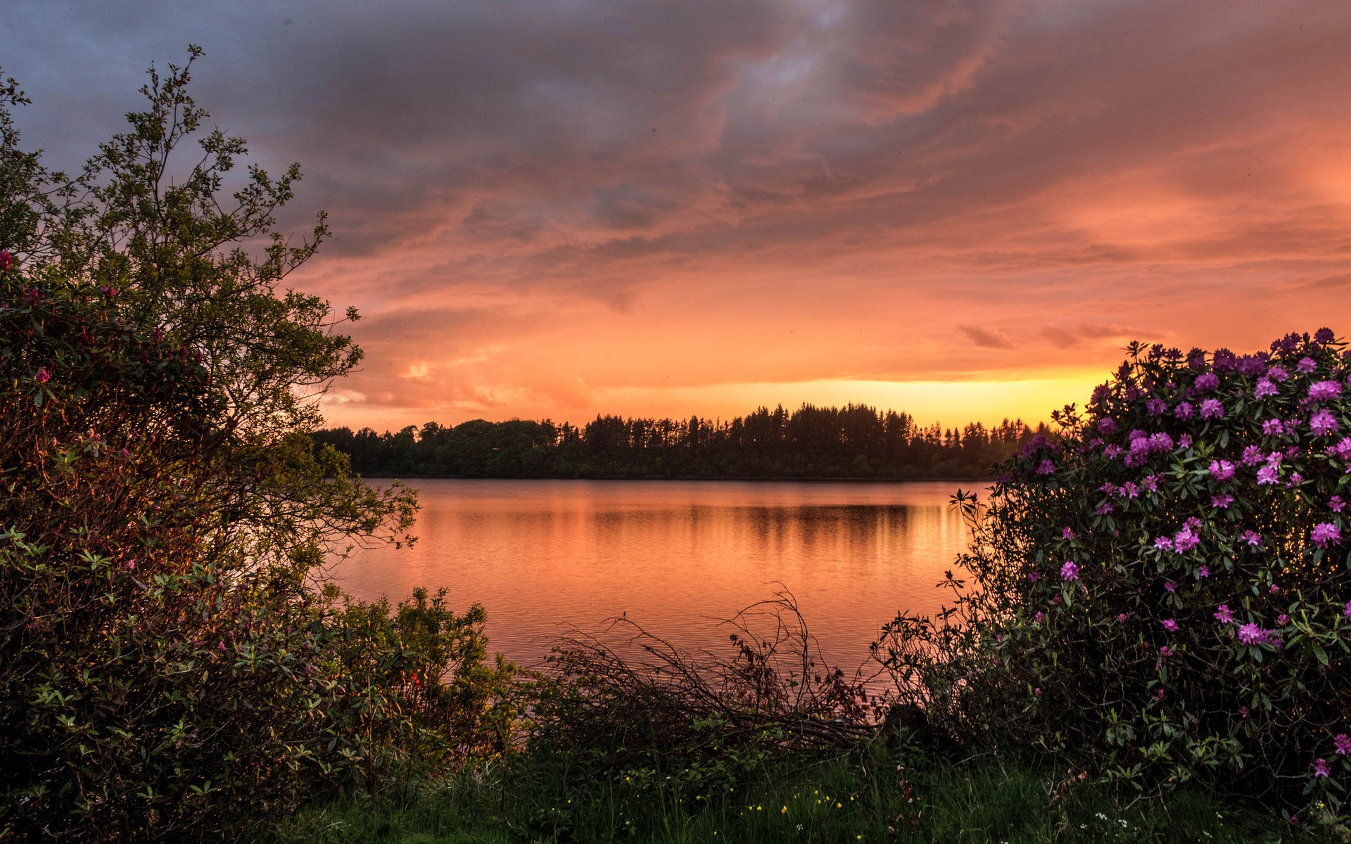 Sunset over a lake with trees and flowers HD Wallpaper