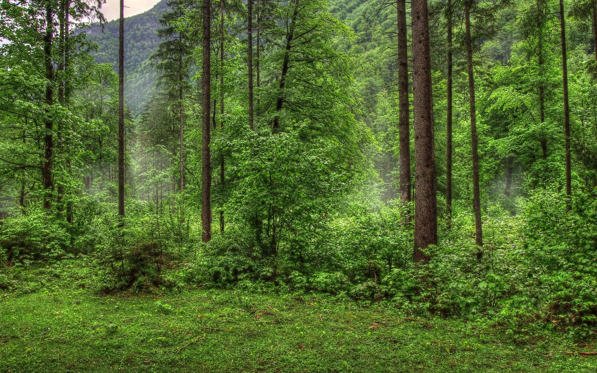 Dense green forest with tall trees and undergrowth HD Wallpaper