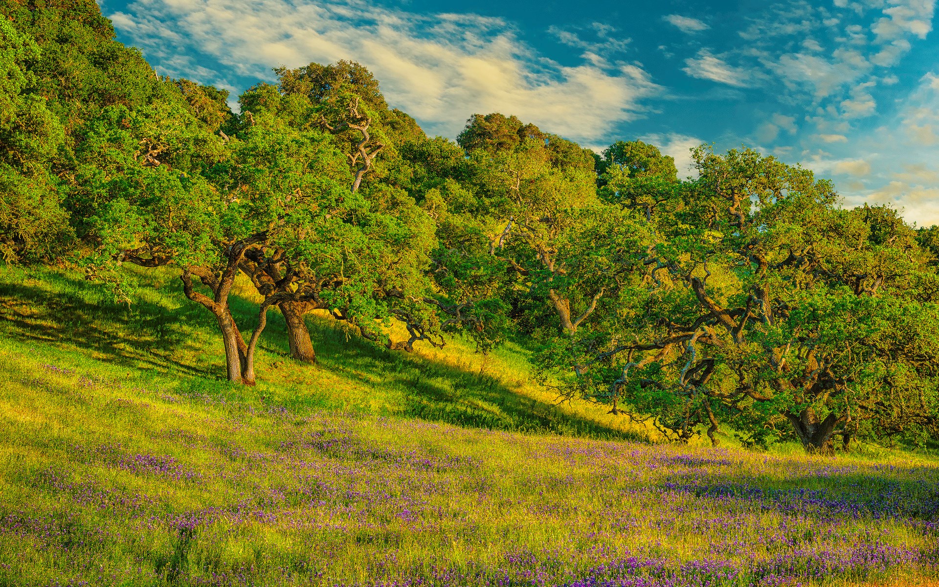 Oak trees on a grassy hill with purple wildflowers HD Wallpaper